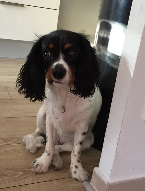 Malice, cavalier king charles de 6 mois