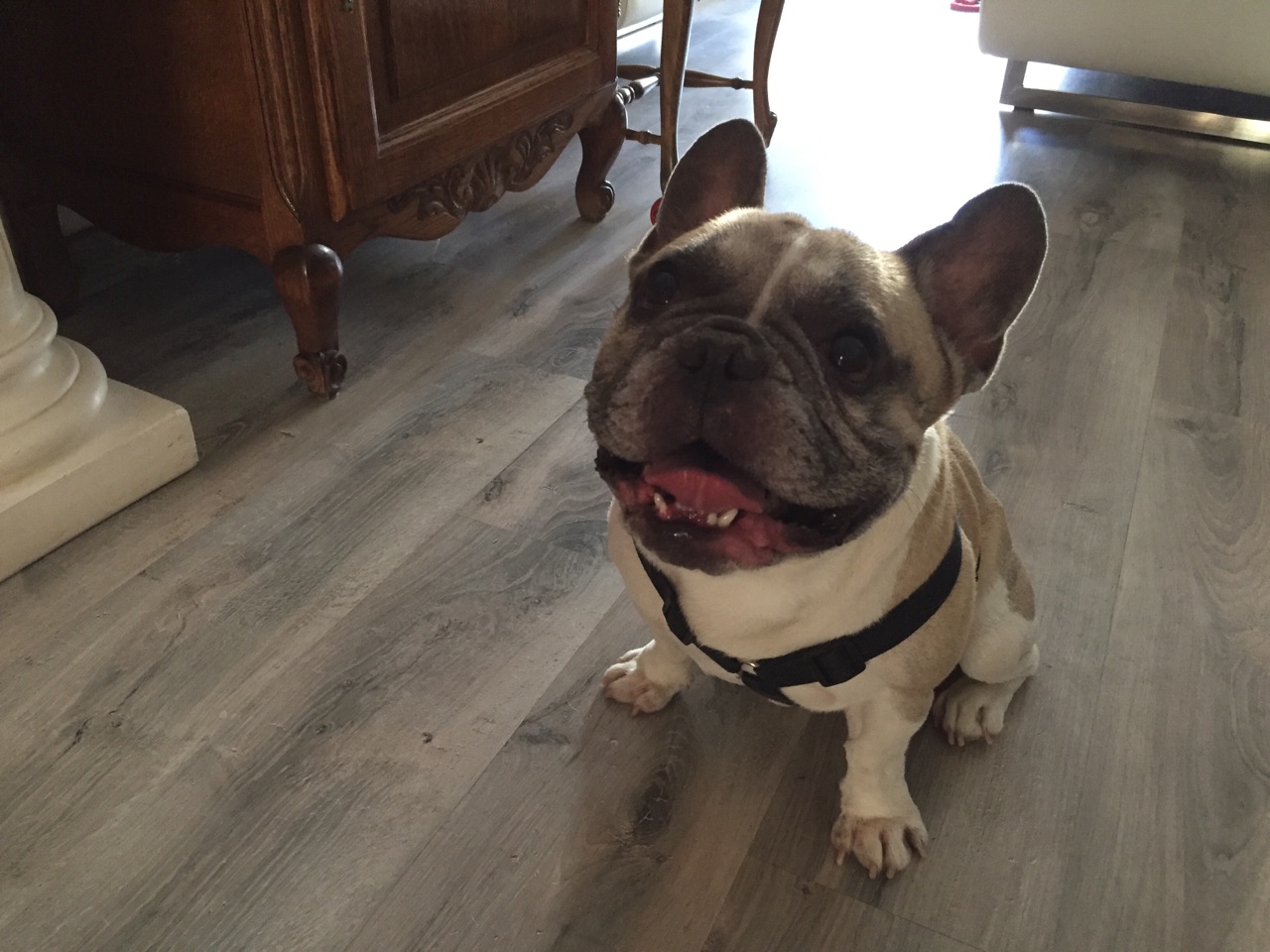 Iggy, bouledogue français de 4 ans