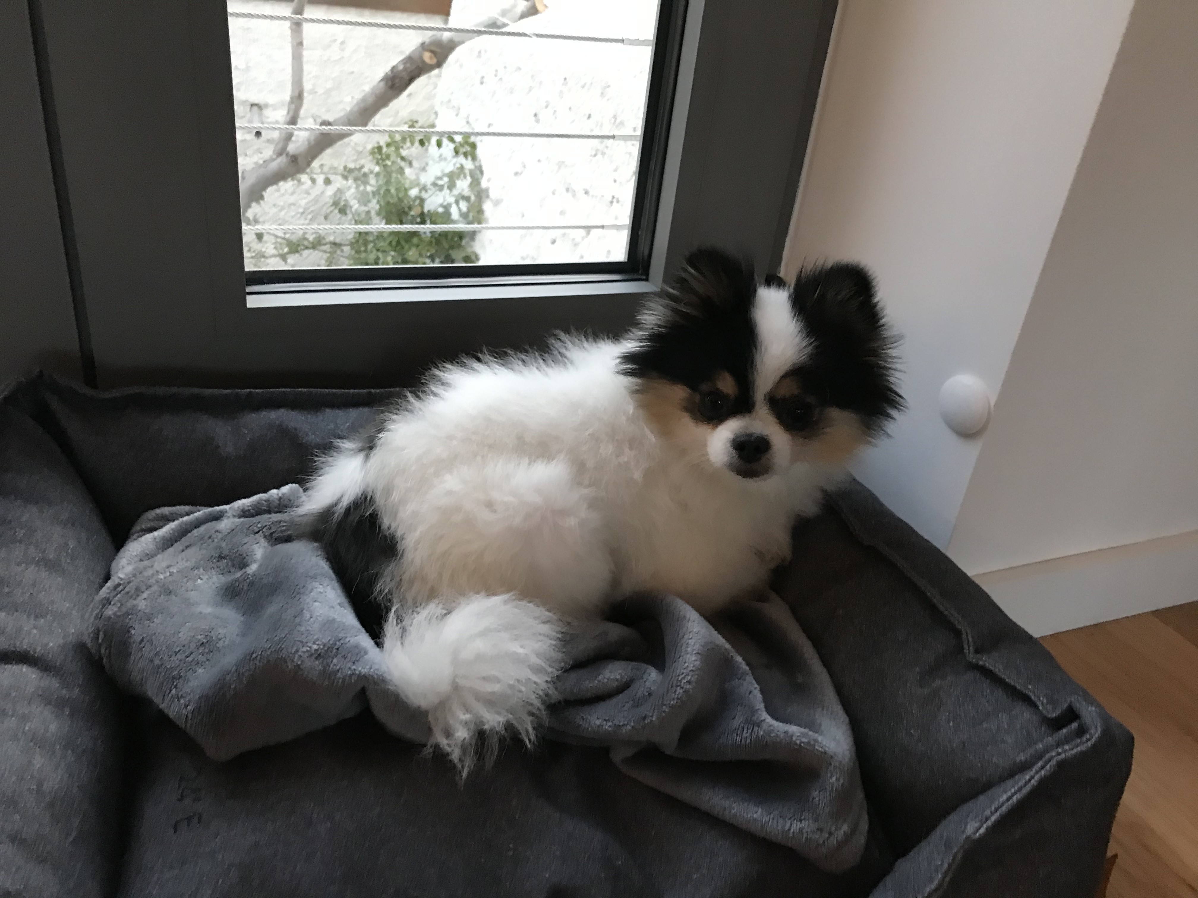 mowgli, spitz nain de 3 ans