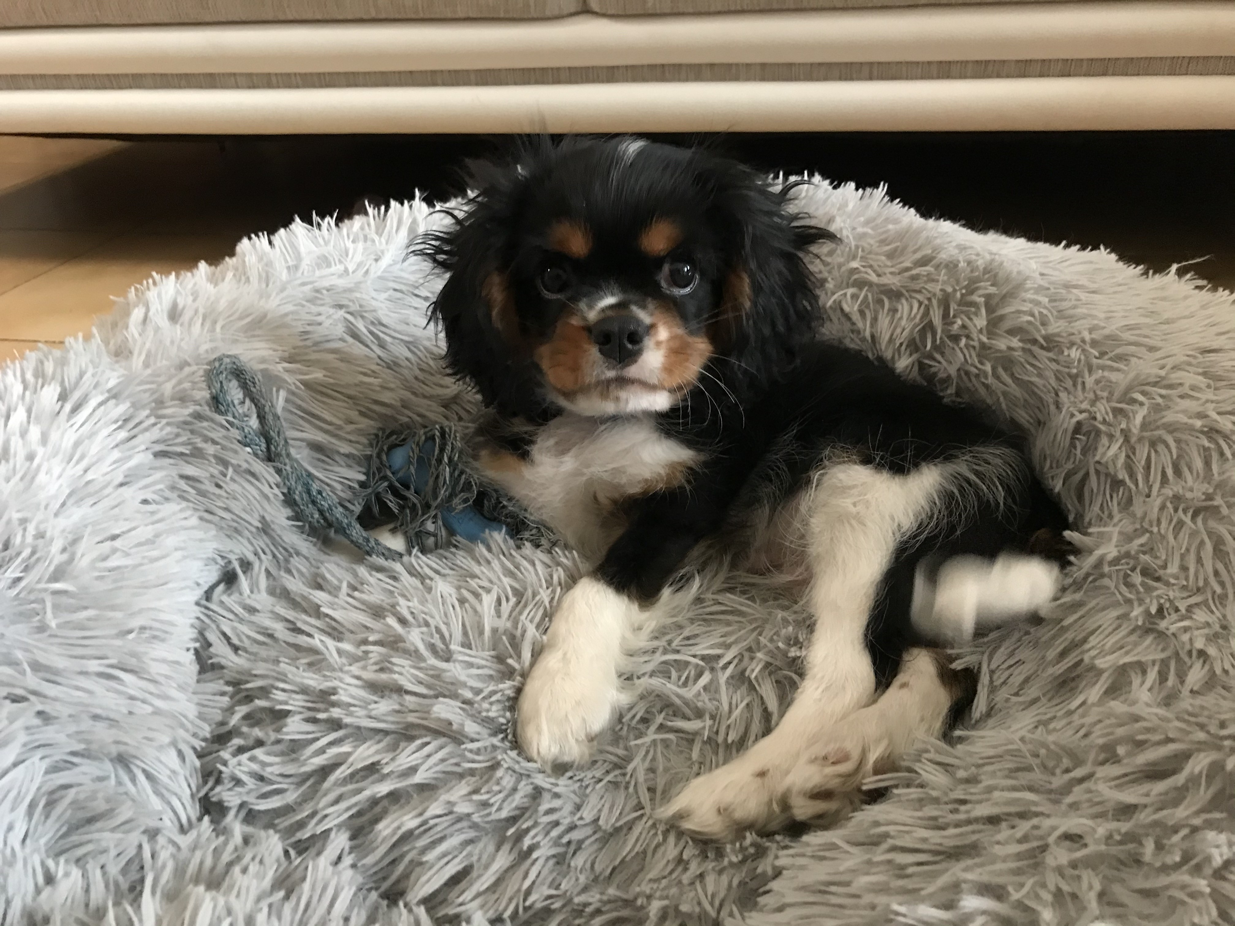 Rooky, cavalier king charles de 2 mois