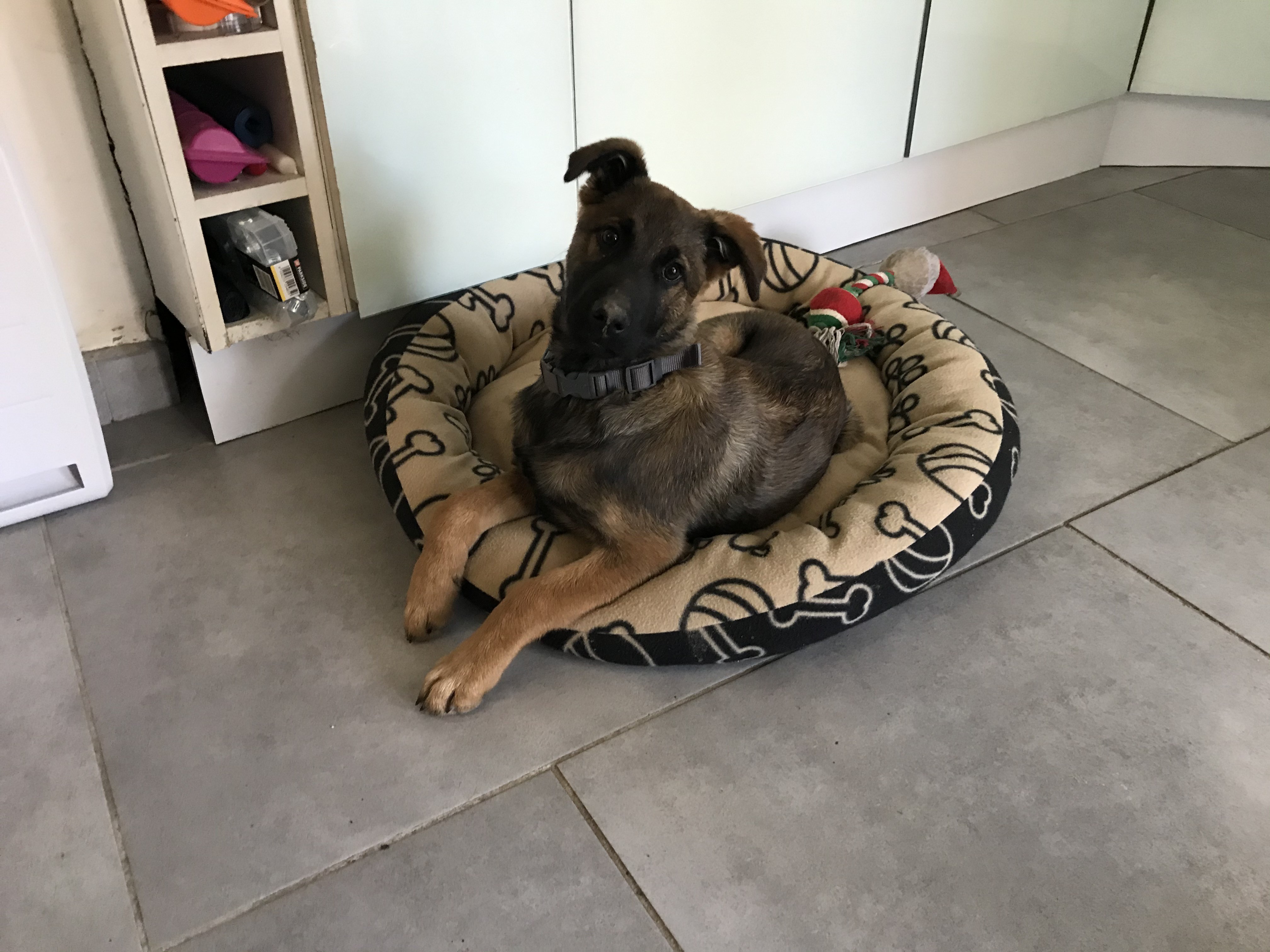 Ramses, malinois de 3 mois