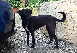 Swan, croisé staffie de 8 mois