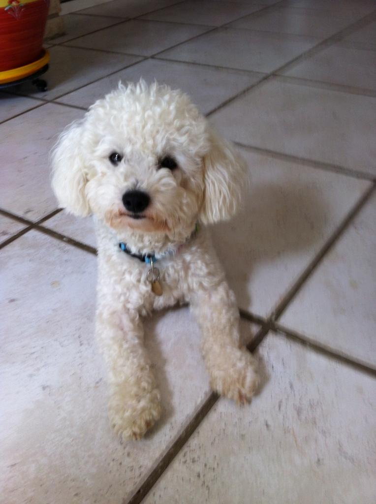 Hercule, bichon de 1 an