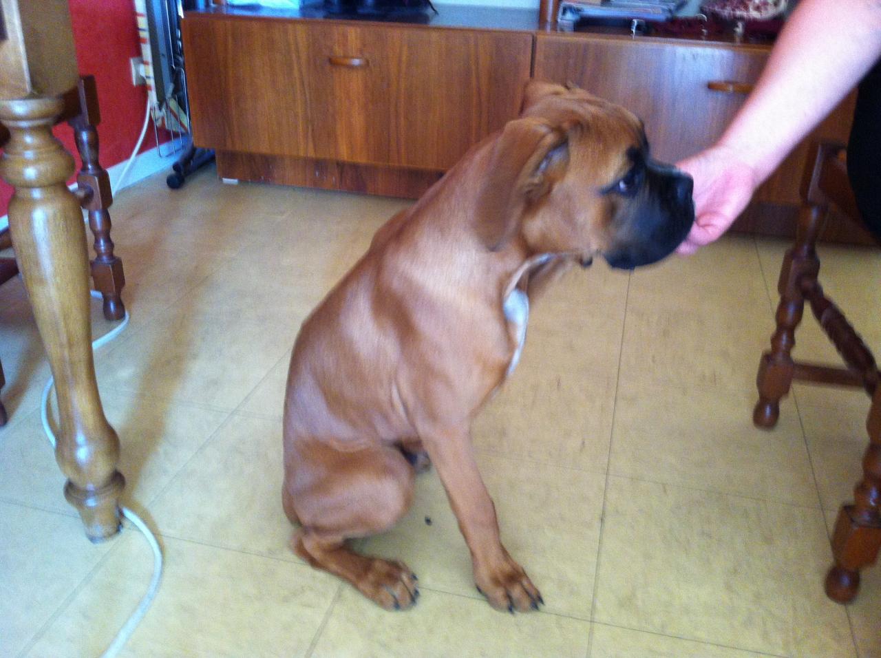 Irko, boxer de 3 mois