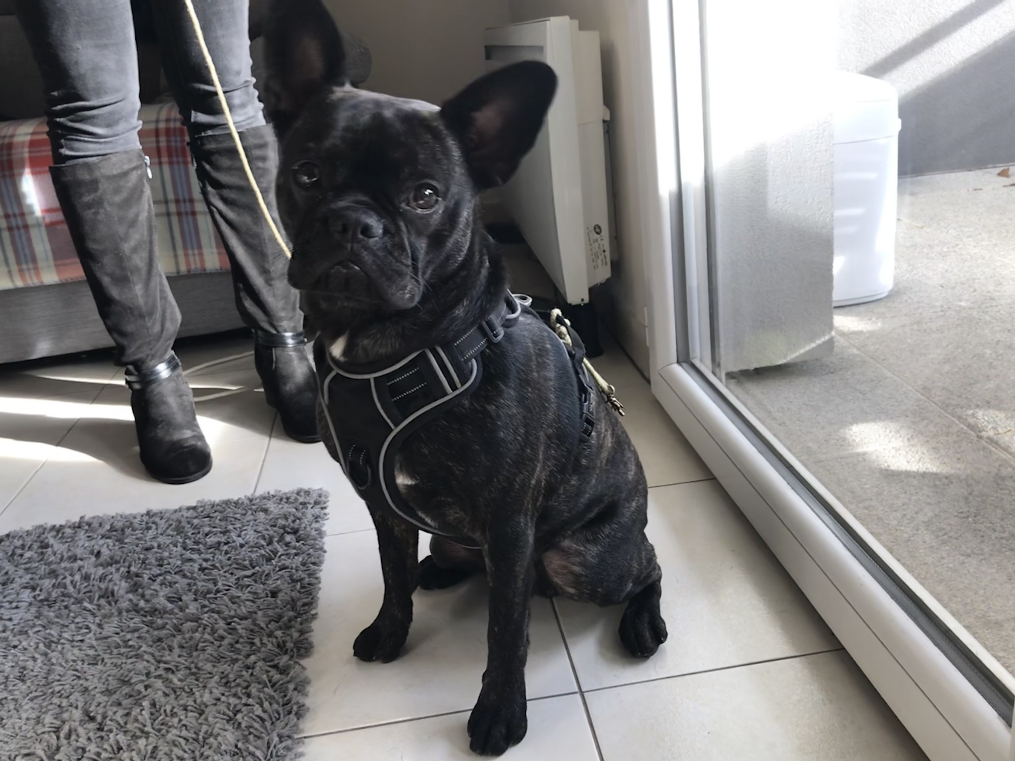 Onyx, bouledogue français de 1 an