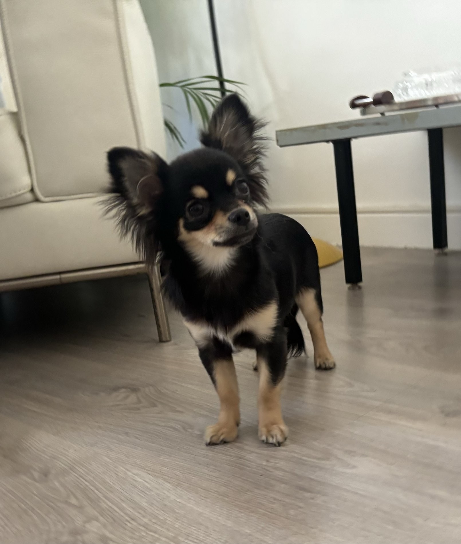 Genna, chihuahua 1 an