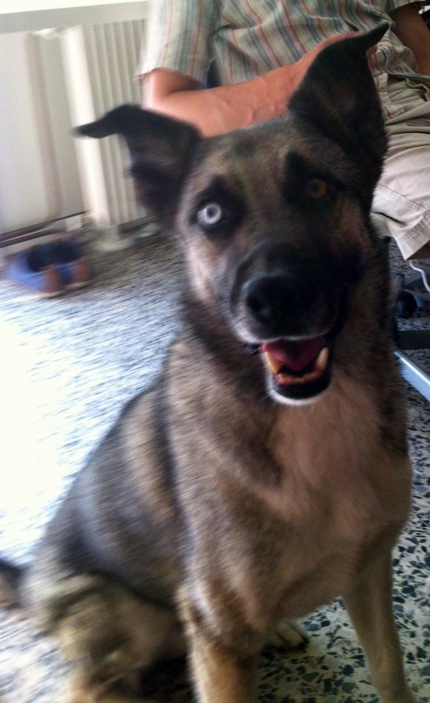 kodah, croisé husky & malinois 4 ans 1/2