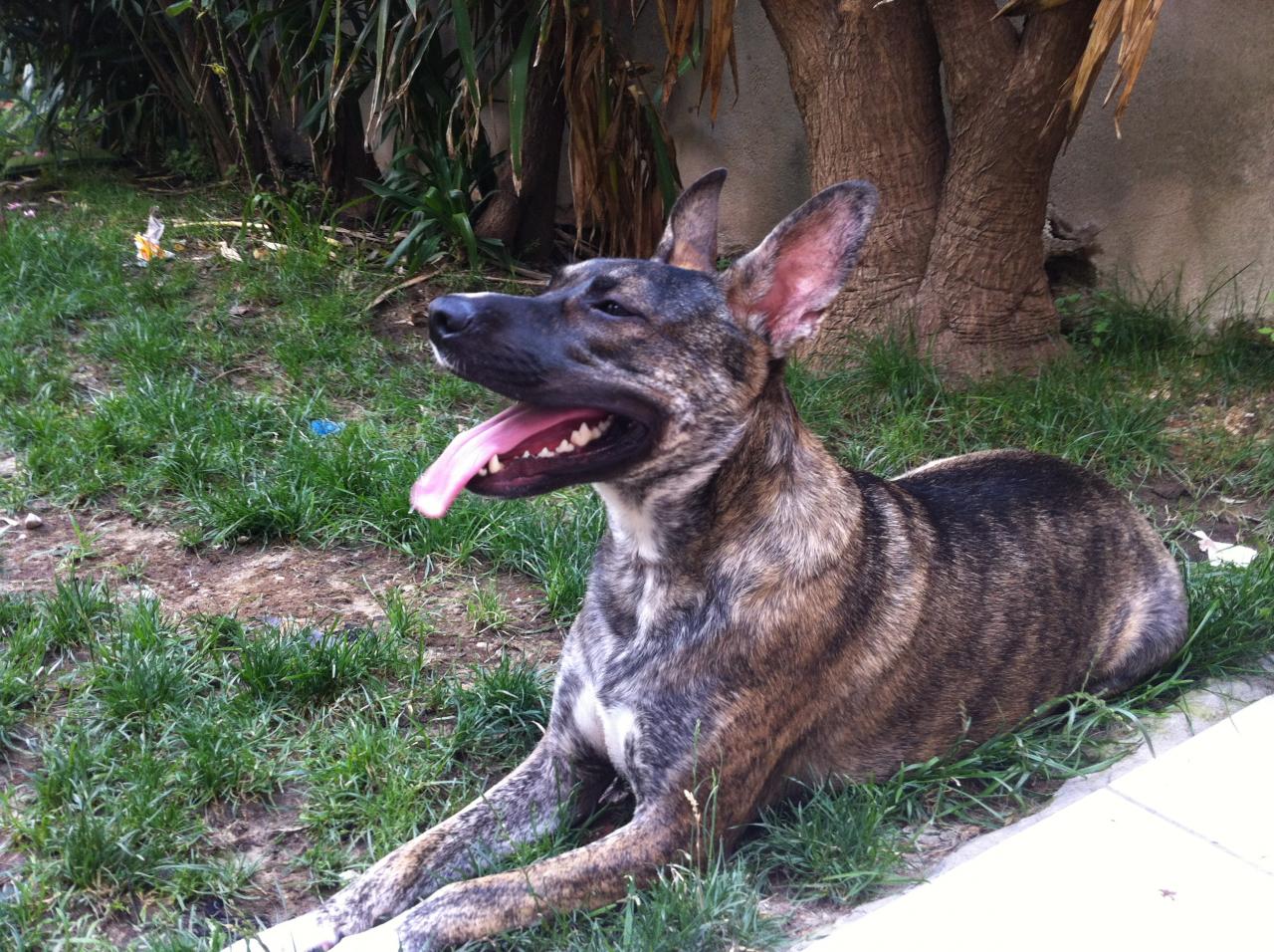 Iris, 3 ans 1/2 croisé rott & labrador