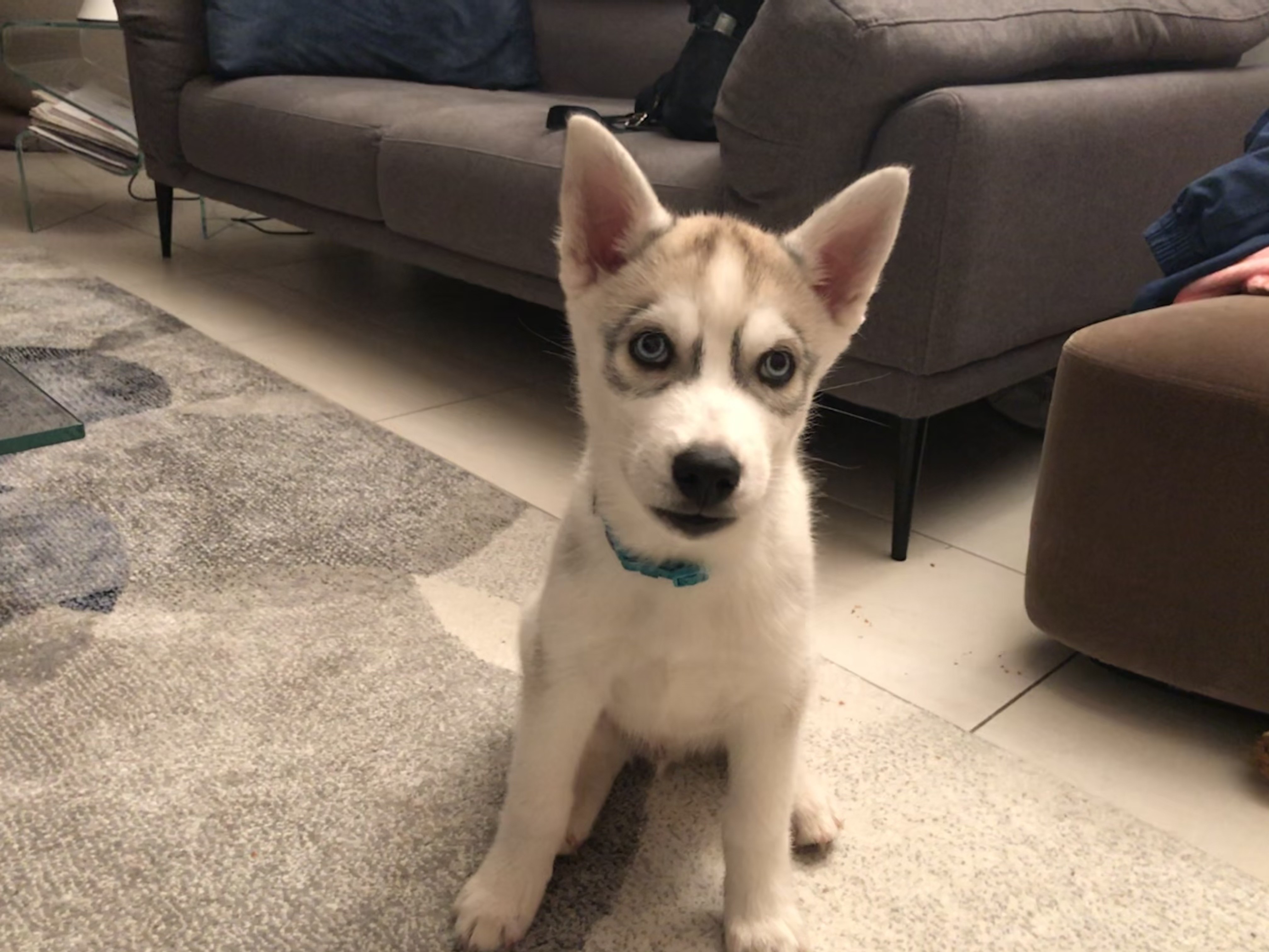 Roky, husky de 2 mois