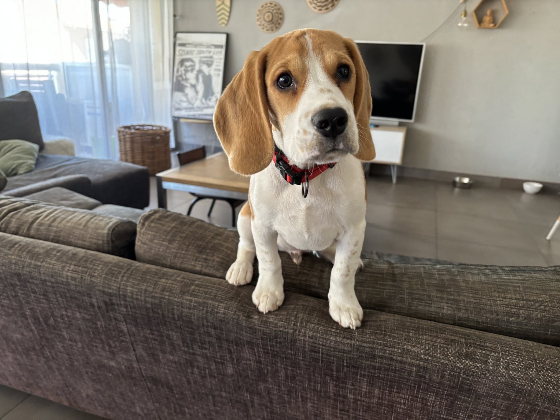 Cooper, beagle de 4 mois