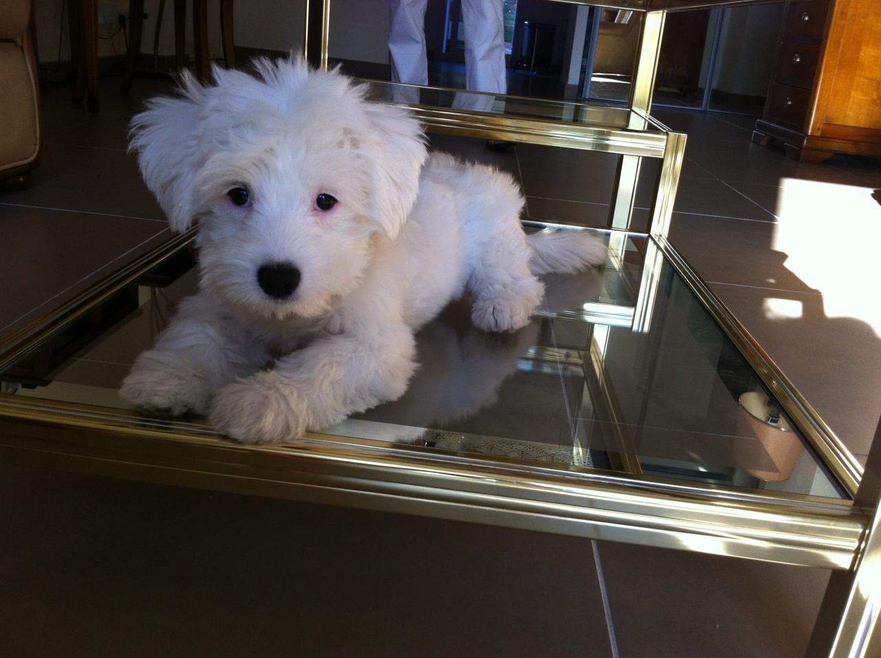 Indy, bichon de 4 mois