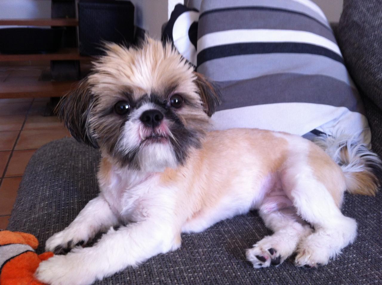 Guismo, shih tzu, de 6 mois