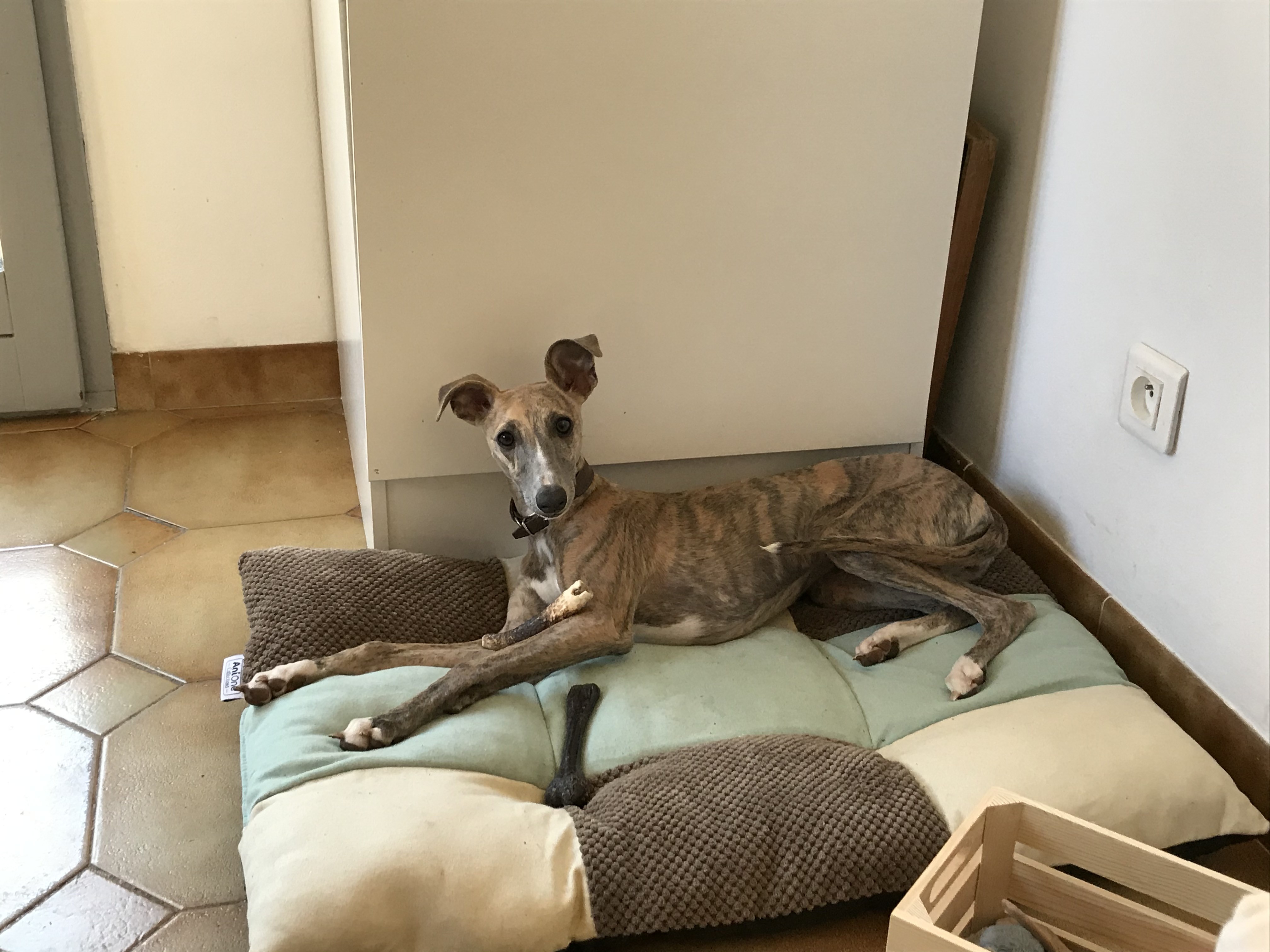 Lola, whippet de 6 mois
