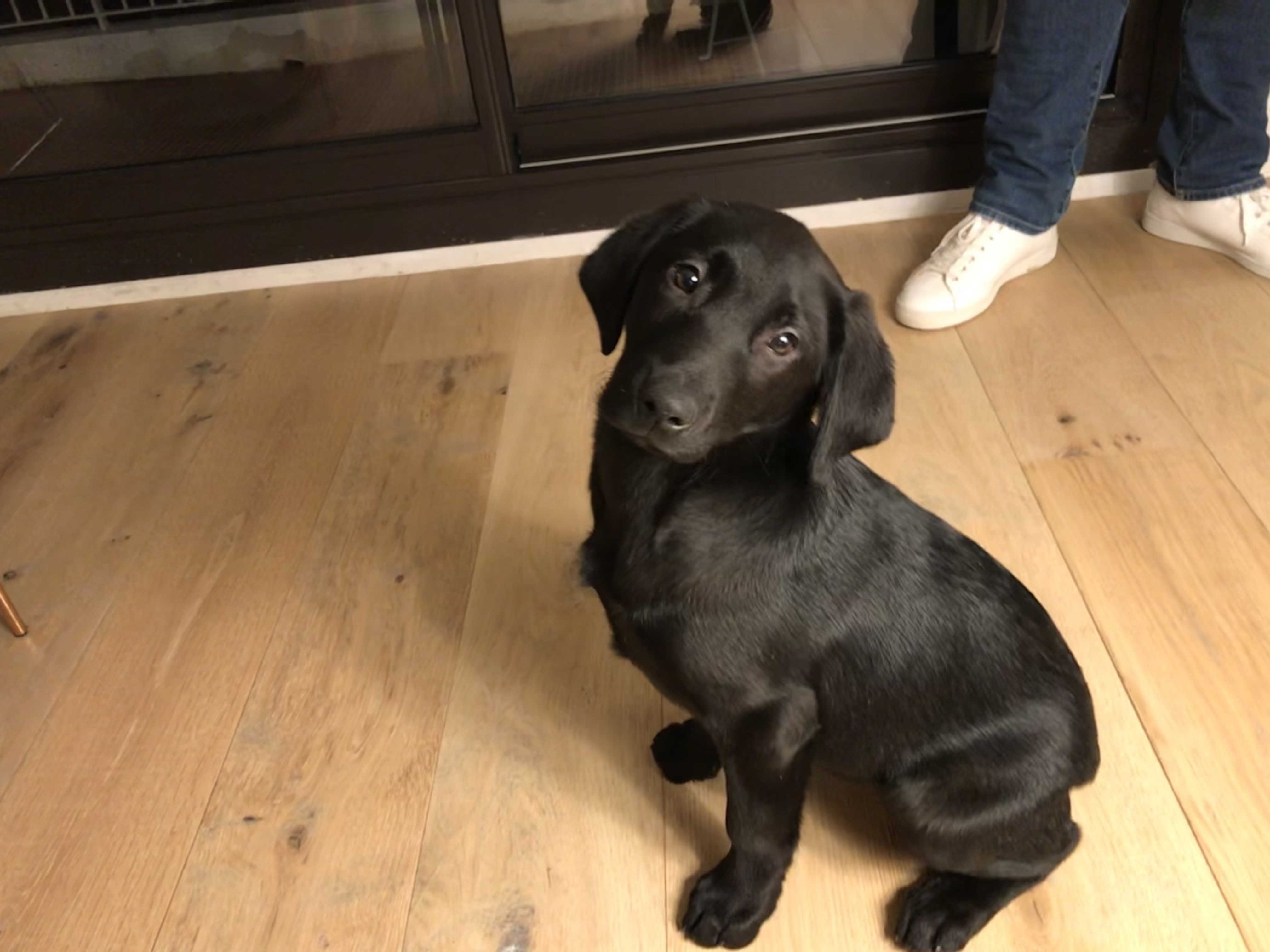 Loopi, labrador de 2 mois