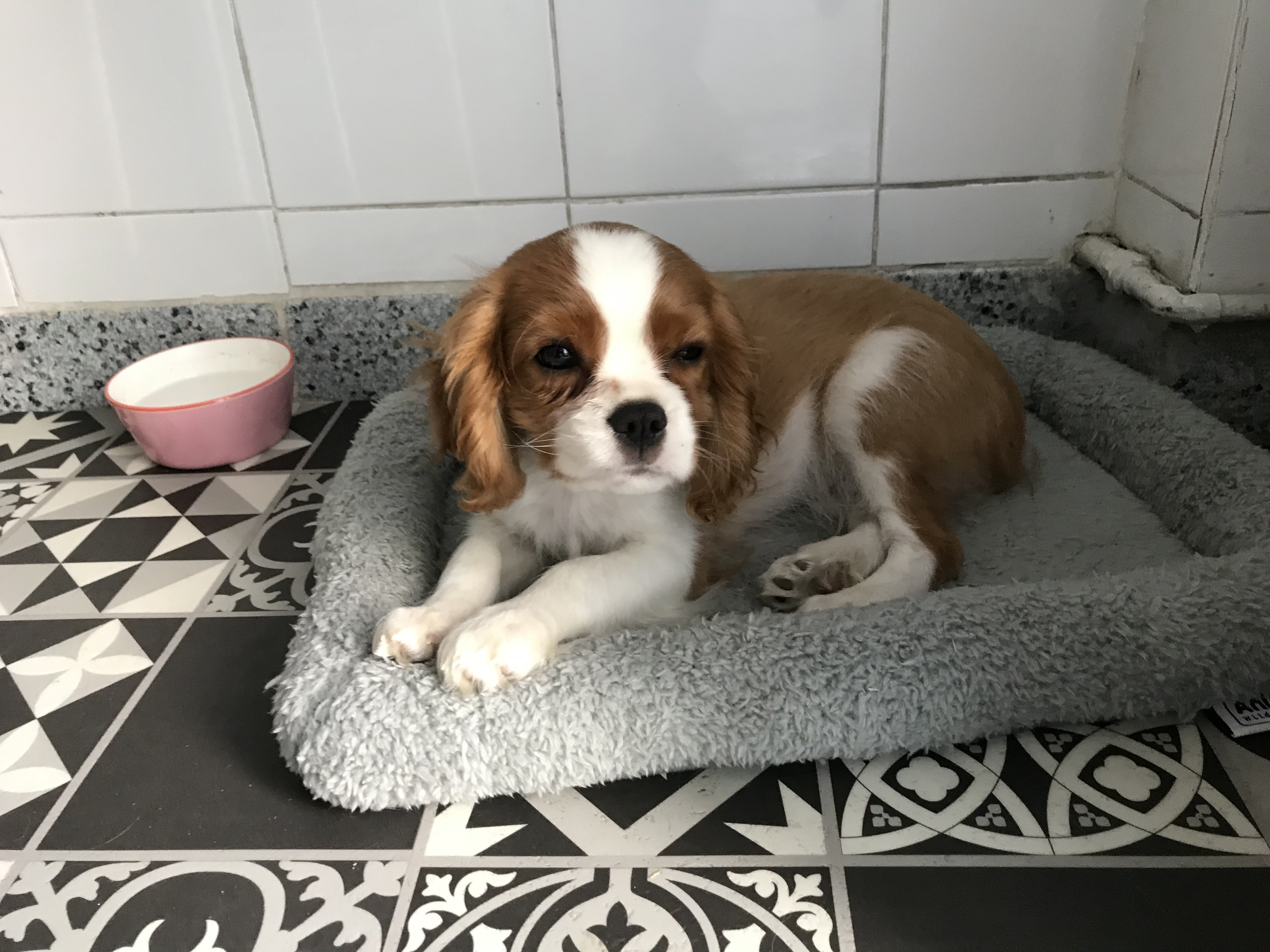 Willow, cavalier king charles de 3 mois
