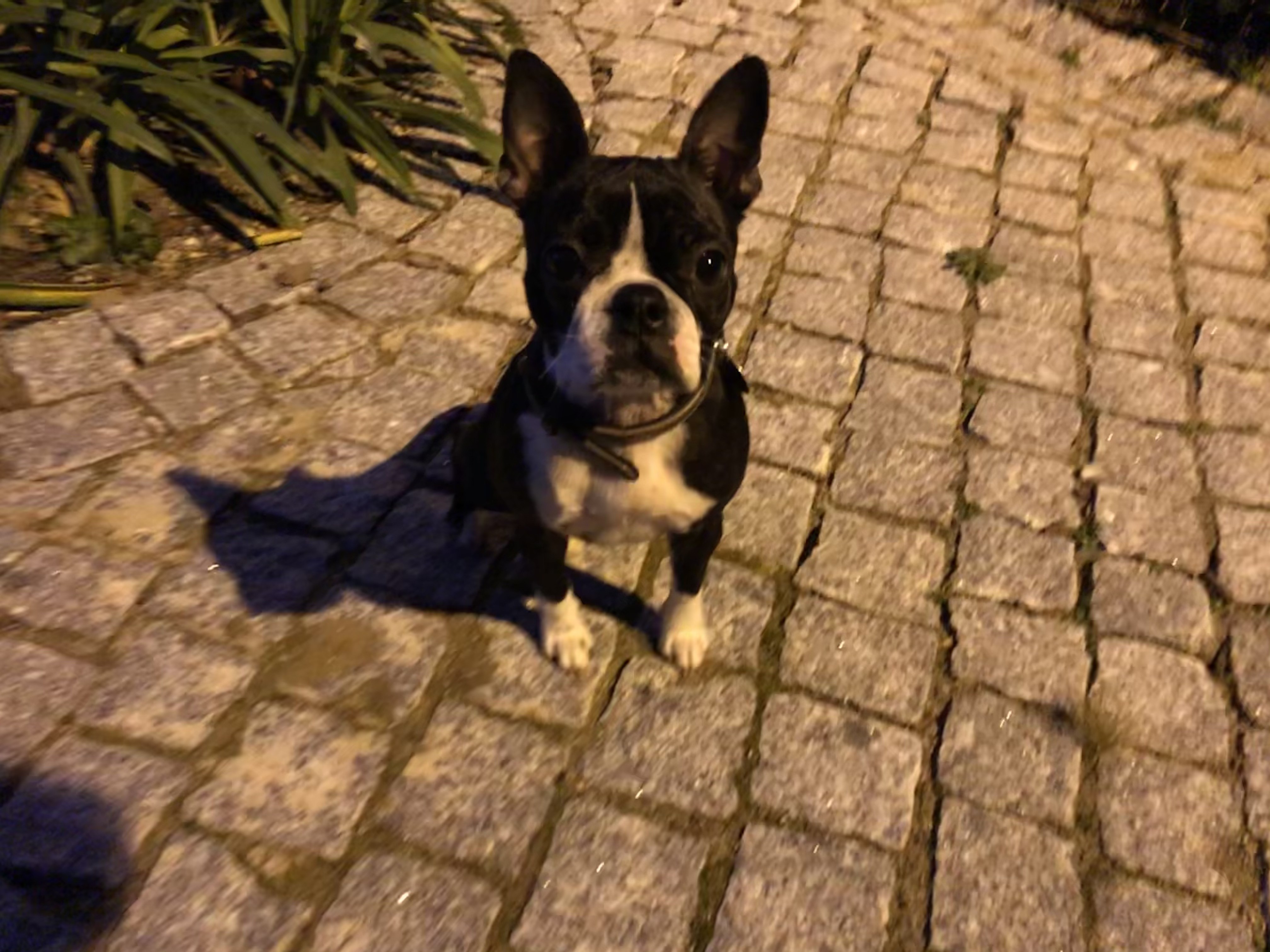 Kim, boston terrier de 8 mois