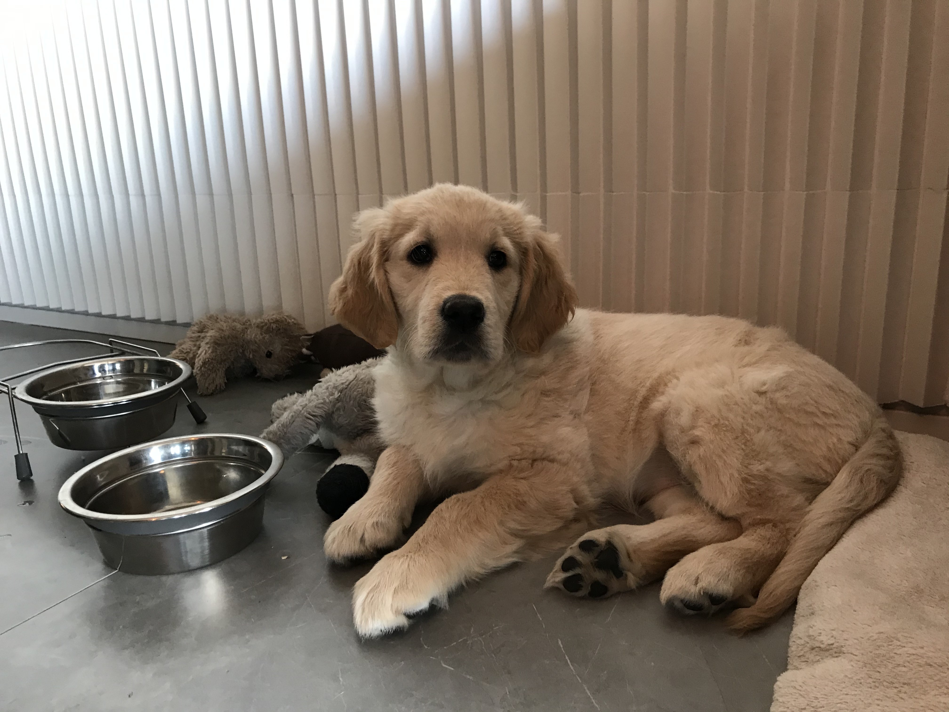 Rita, golden de 2 mois