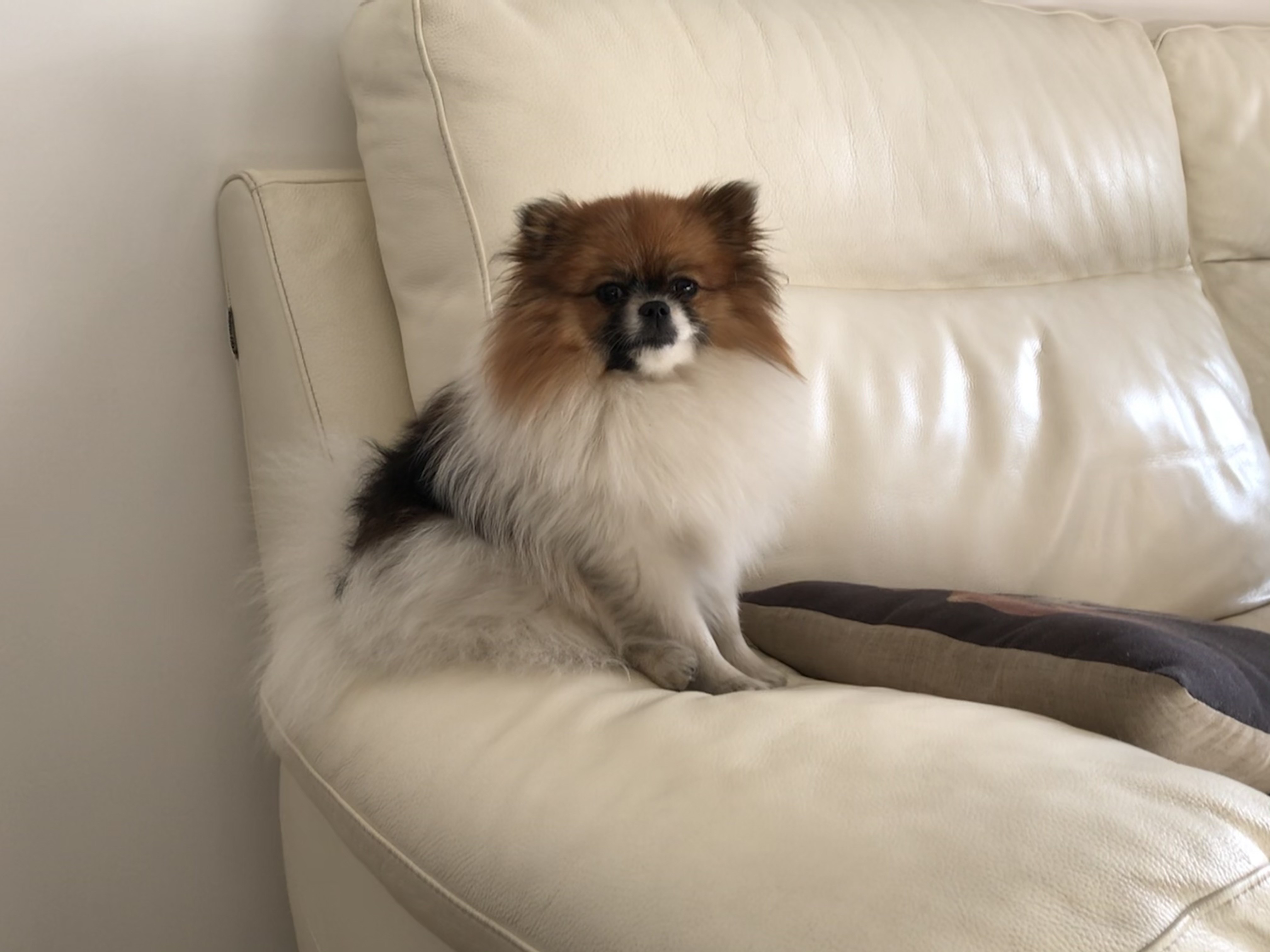 Roxy, Spitz nain de 9 mois