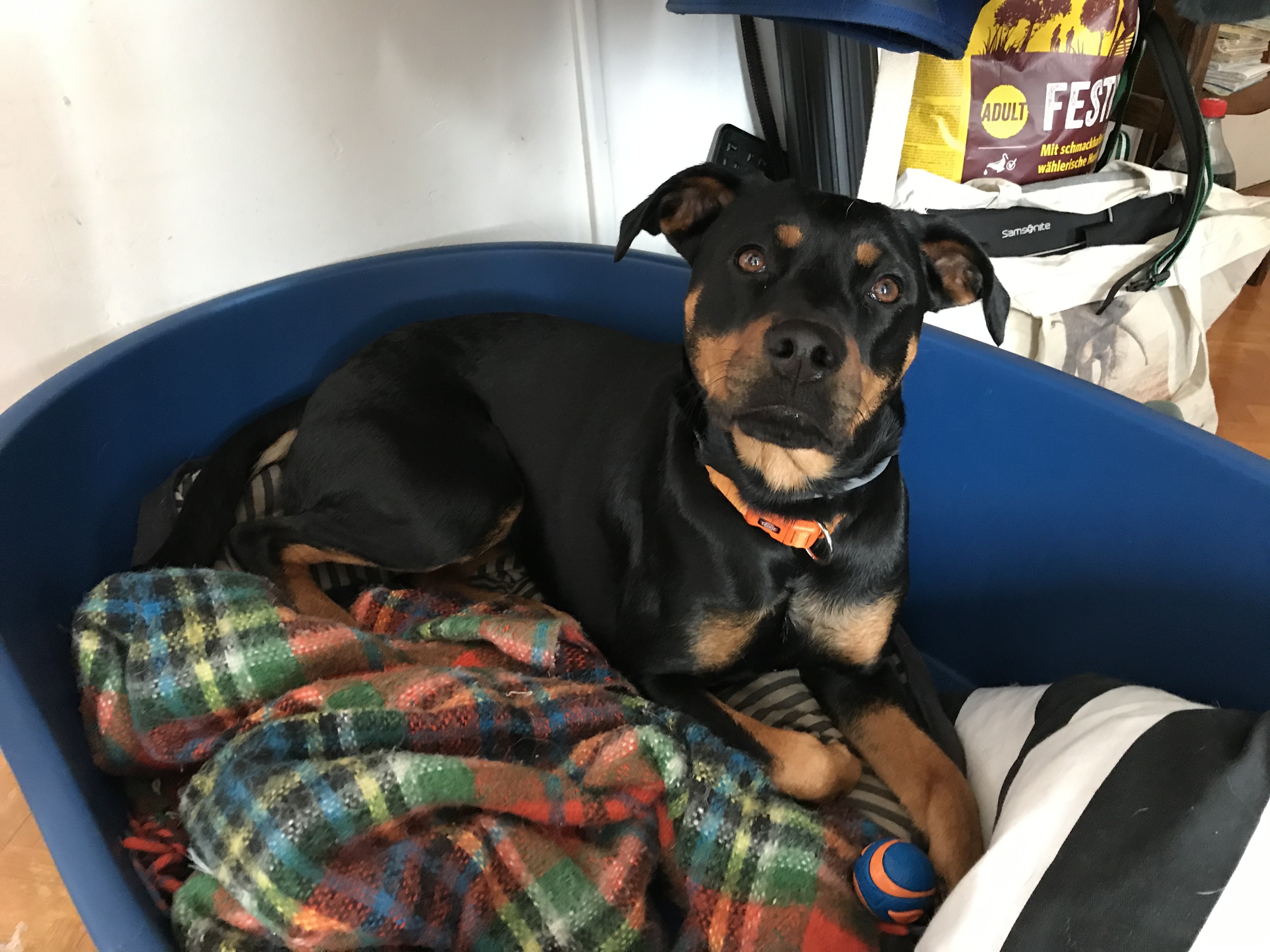 Alma, berger créole de 2 ans 1/2