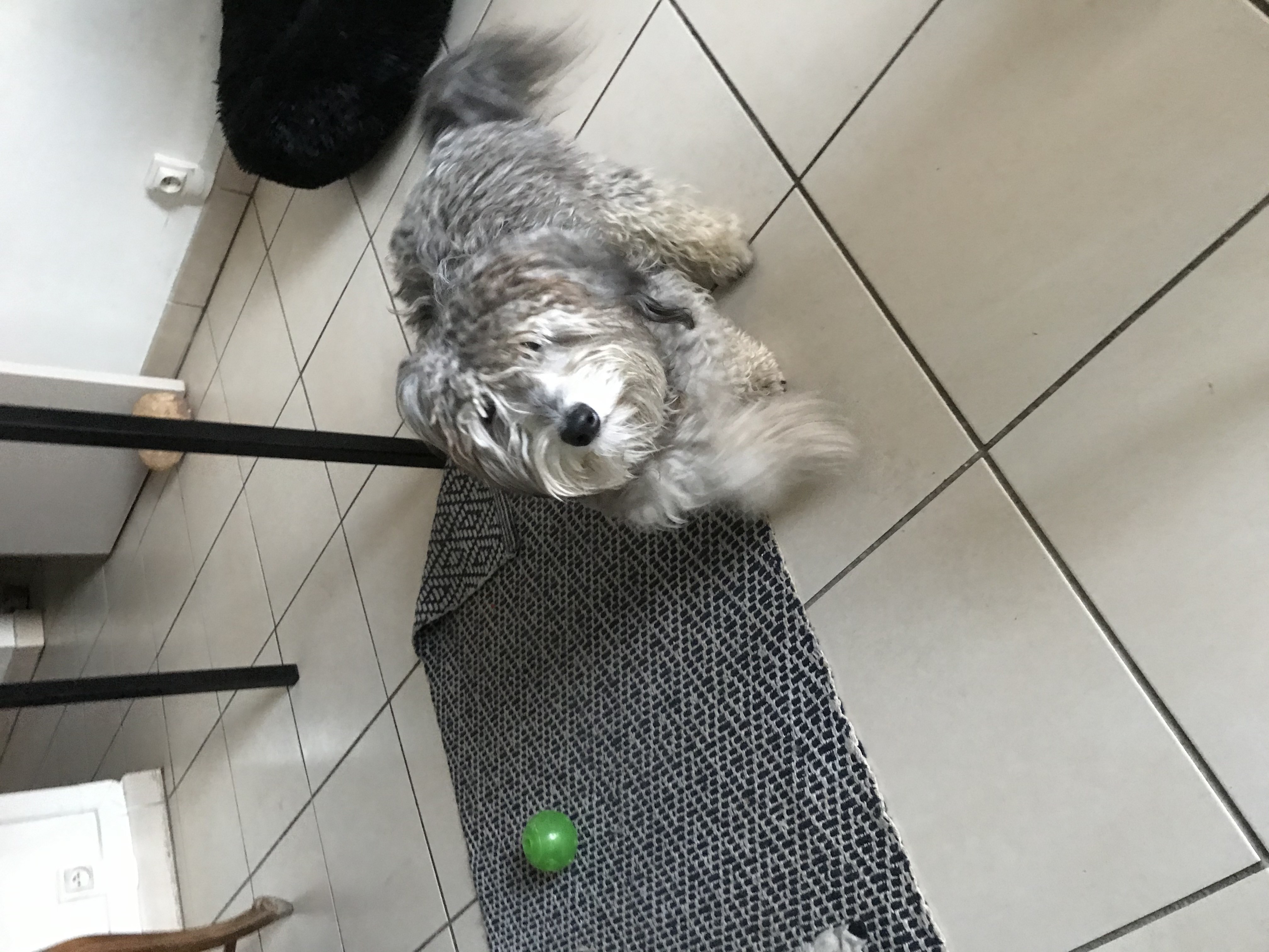 Cachou, croisé bichon de 11 mois