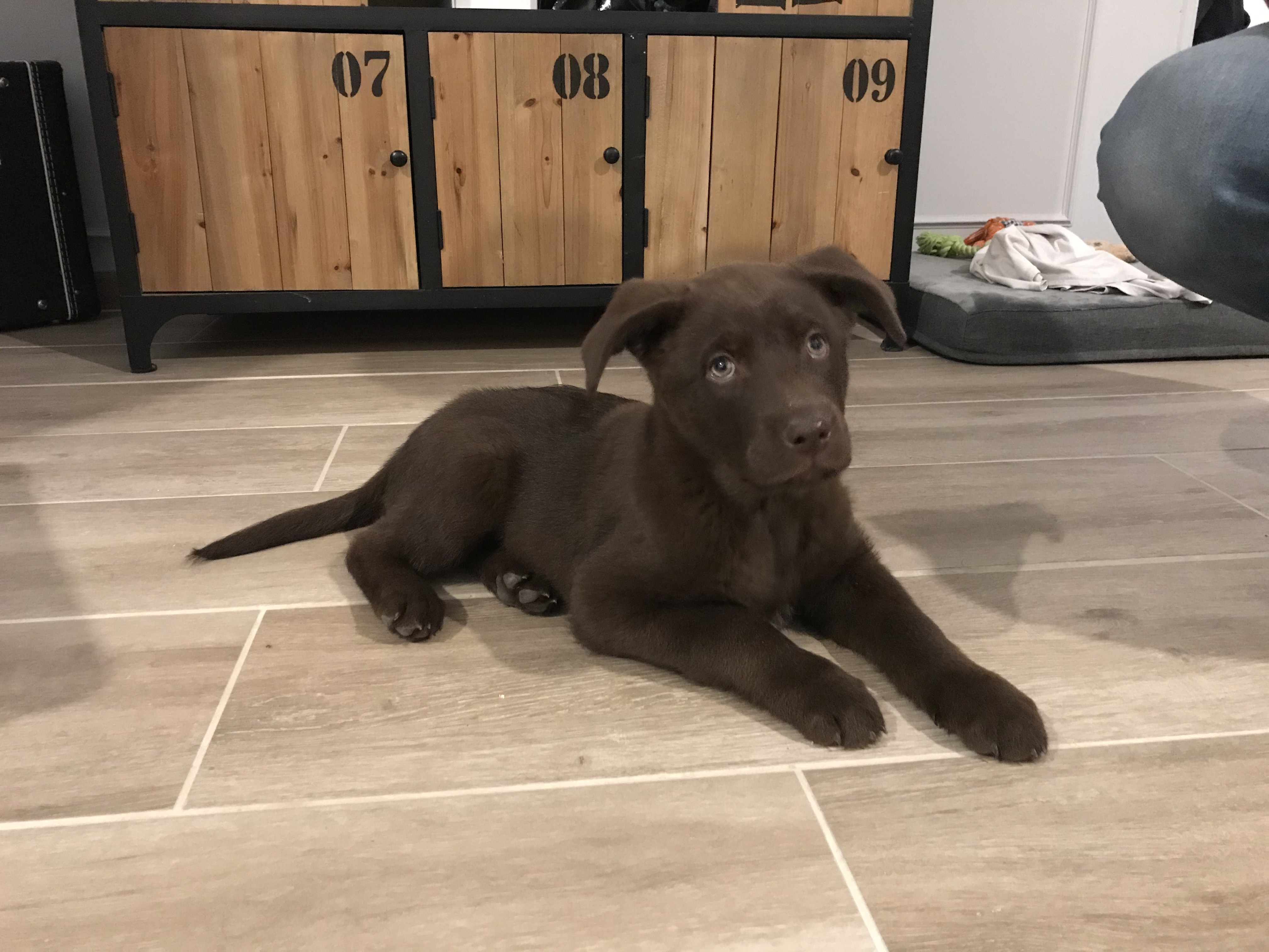 Merlin, croisé labrador de 2 mois