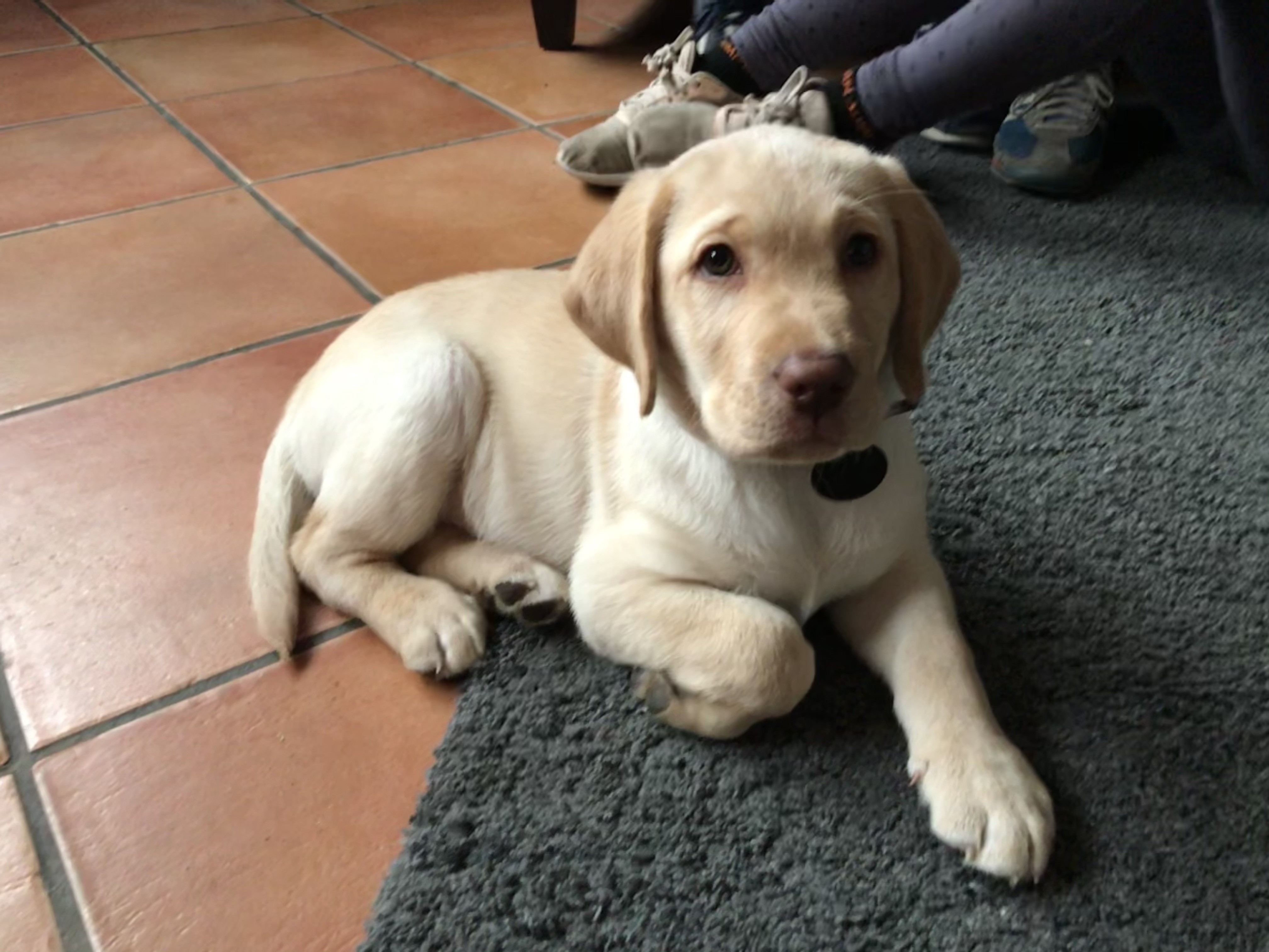 Rubie, labrador de 2 mois