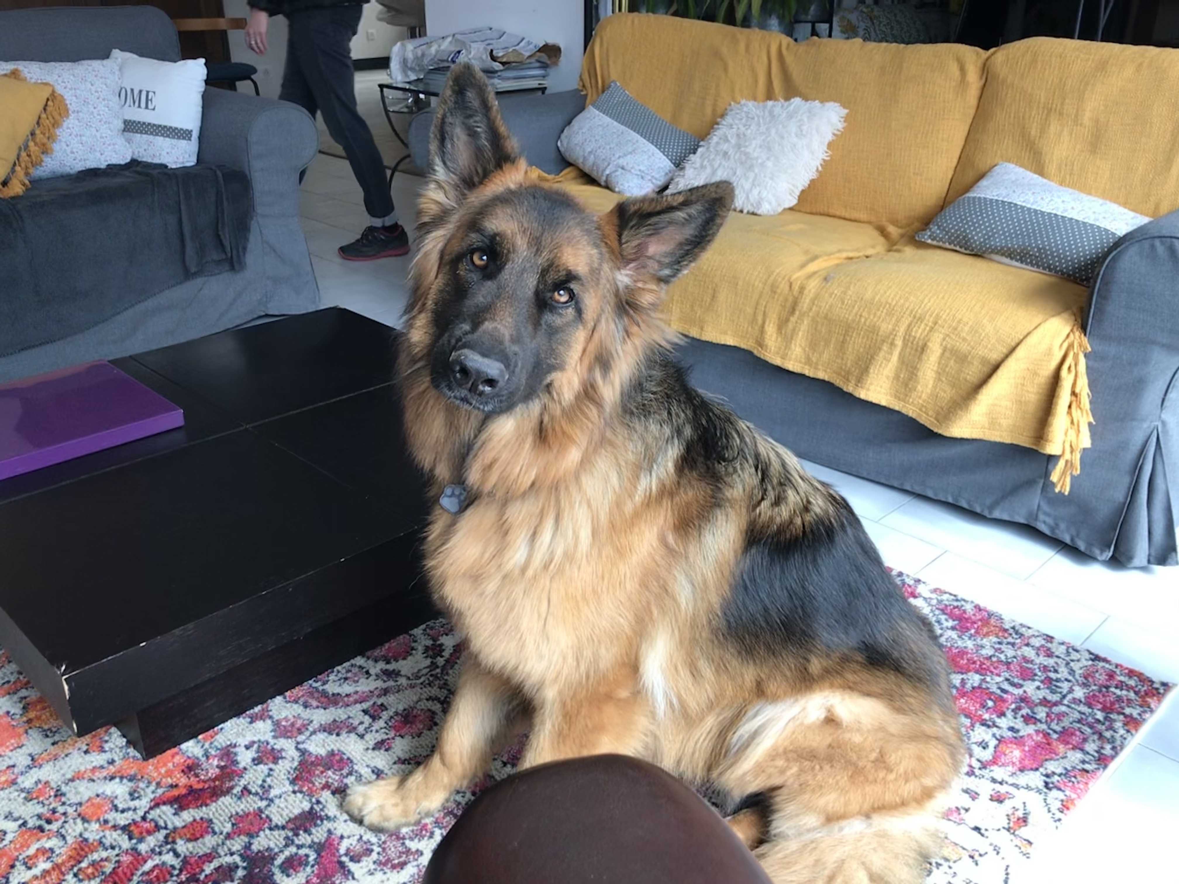 Pearl, berger allemand 2 ans