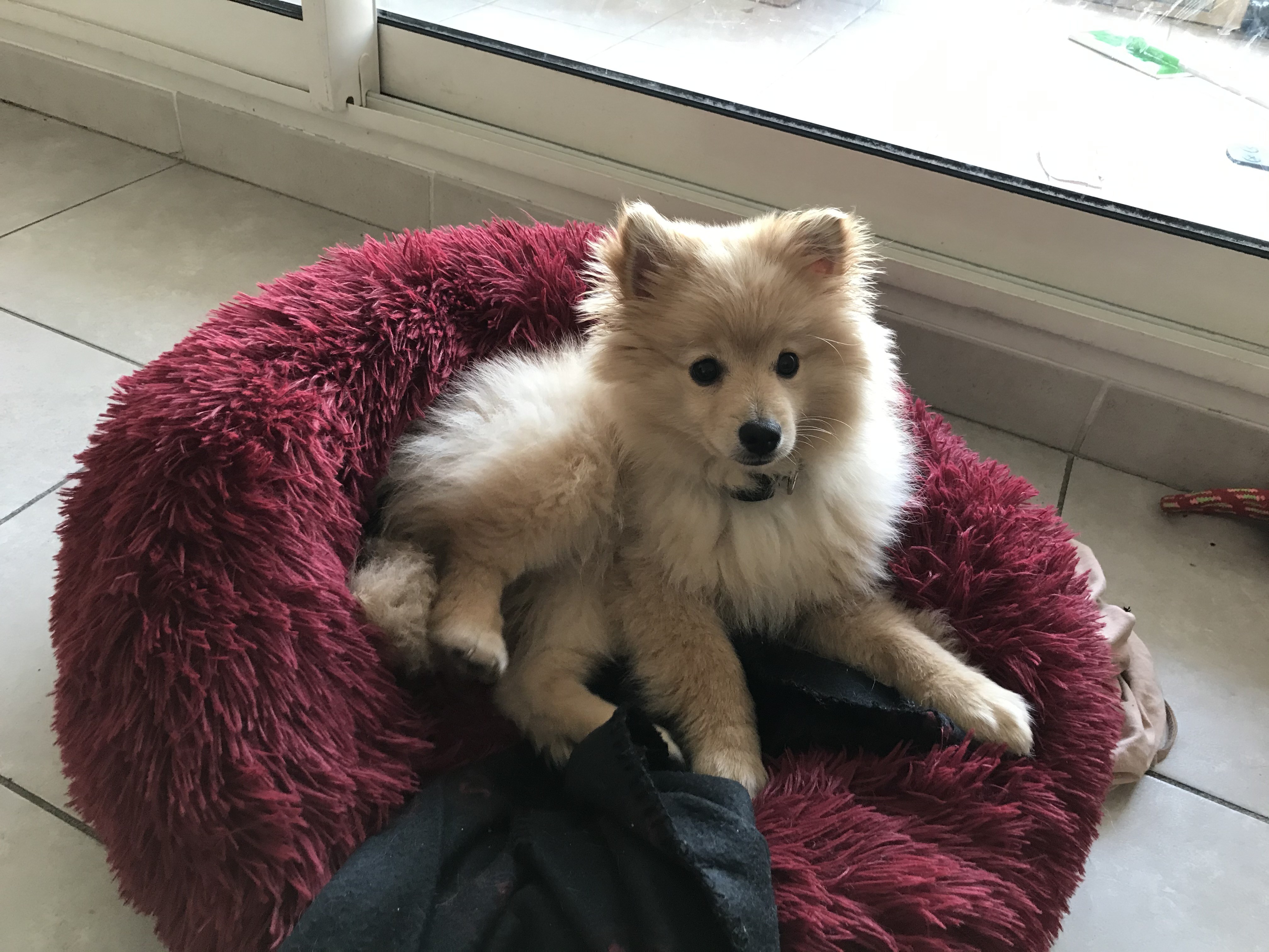 Roy, spitz allemand de 3 mois