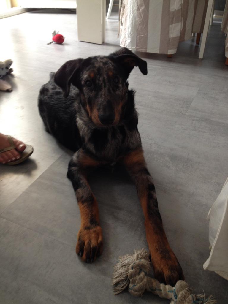 Ice, beauceron de 4 mois