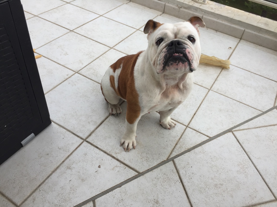 Louna, bouledogue anglais de 2 ans