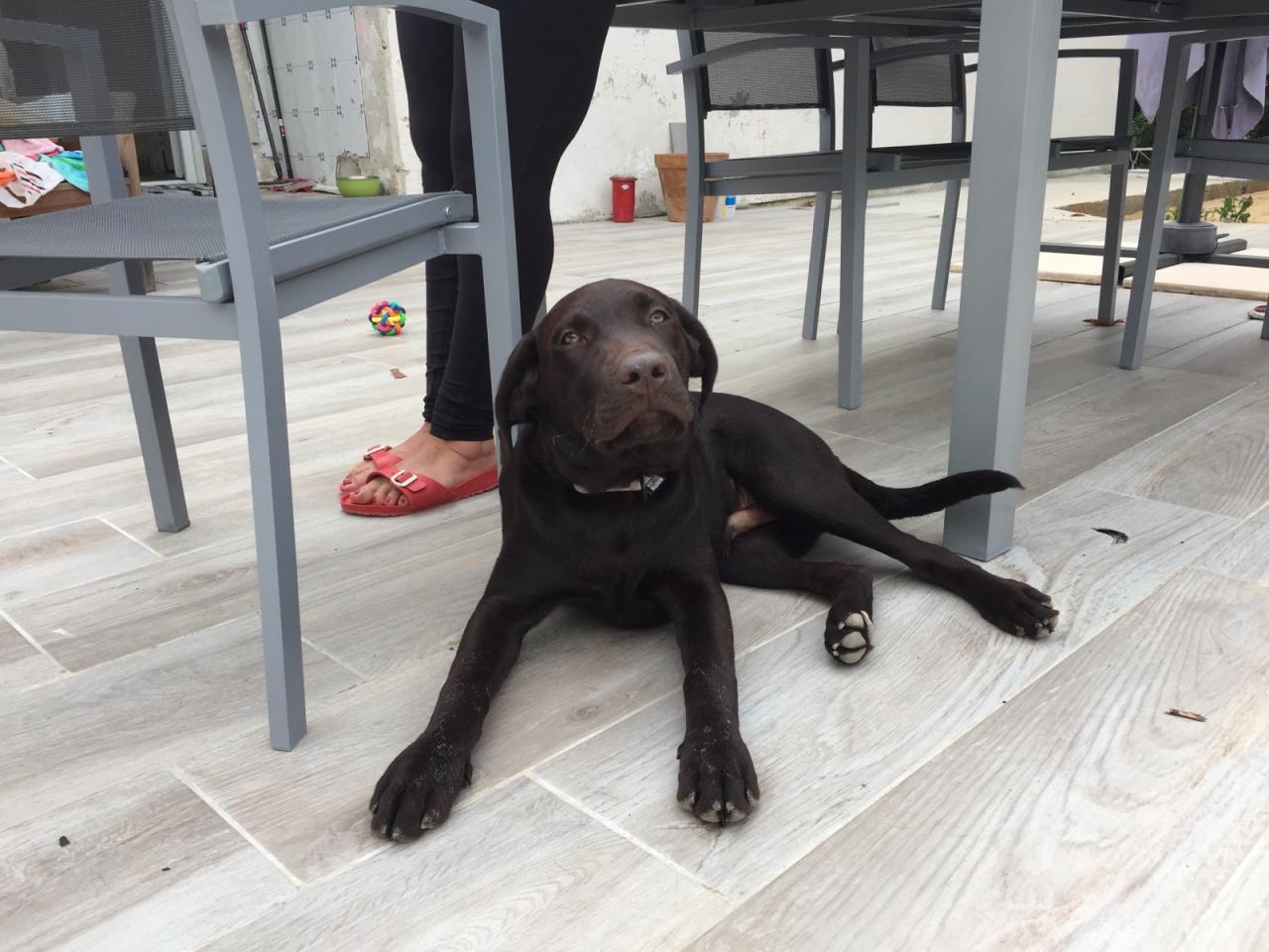 Nesquik, labrador de 4 mois