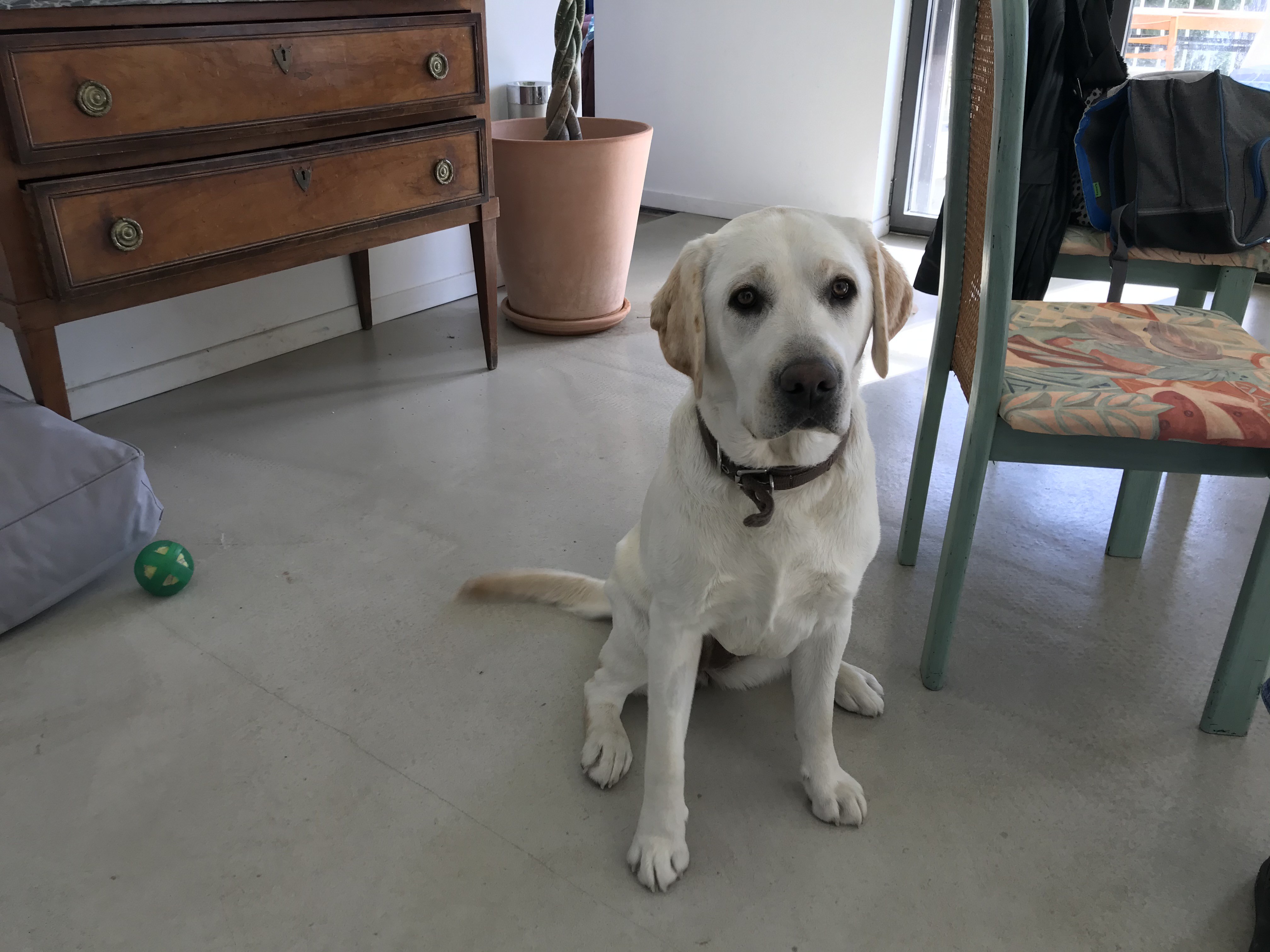 Charlie, labrador de 1 an 1/2