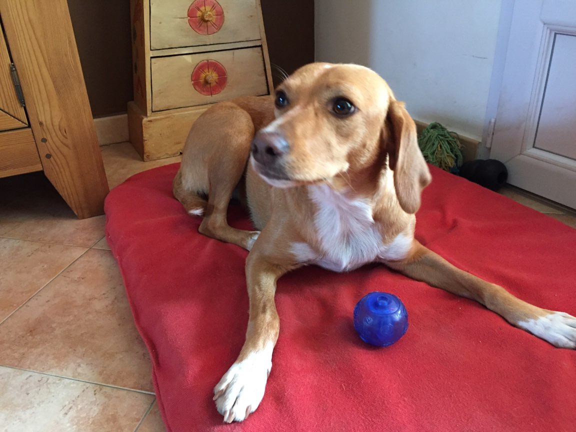 Leia, croisé labrador de 2 ans