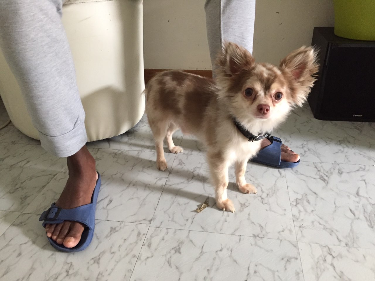 skipy,Chihuahua 4 ans