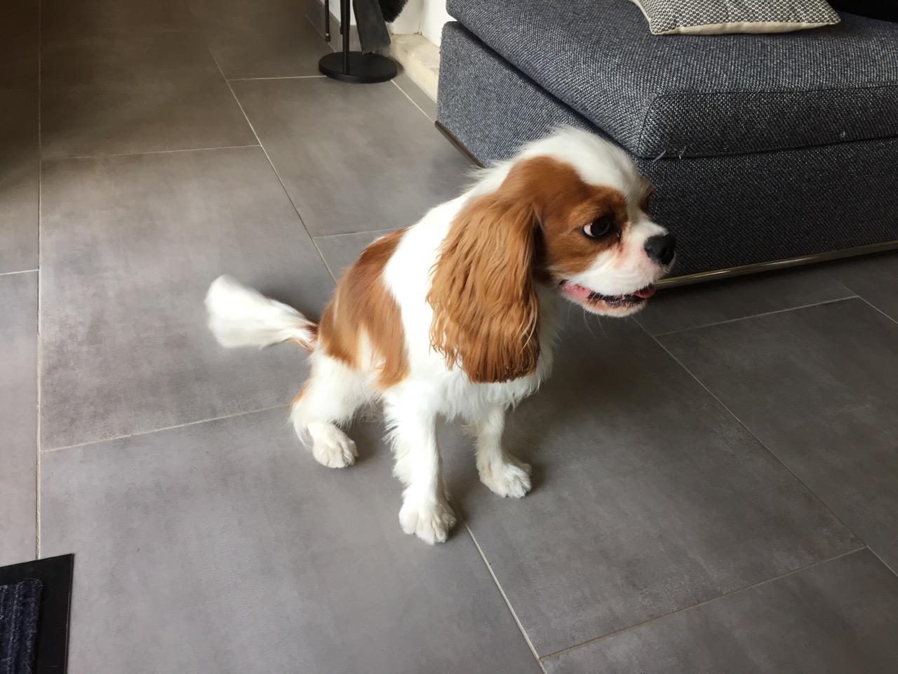 Mylo, cavalier king charles de 1 an