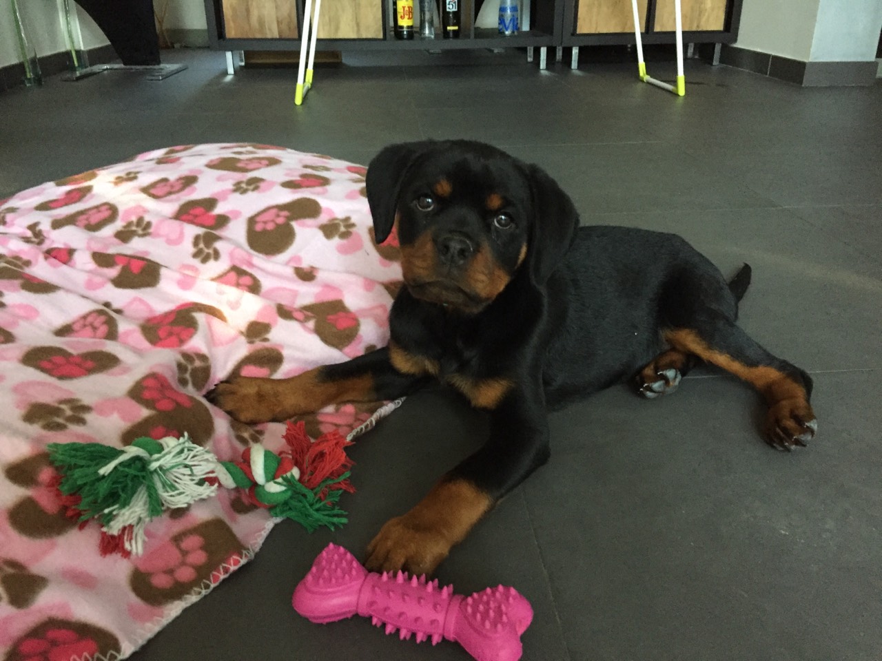 Nessy, rottweiler de 3 mois