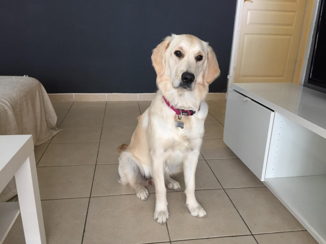 Maya, golden de 9 mois