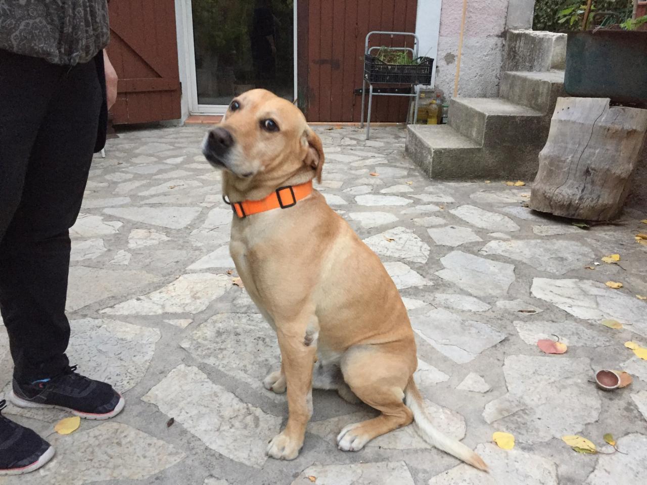 Max, croisé labrador boxer de 8 ans