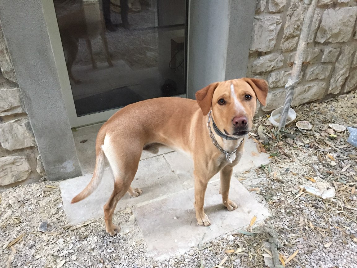 Caramel, croisé labrador beauceron de 3 ans