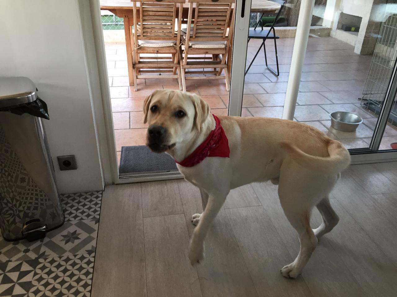 Marley, Labrador de 1 an