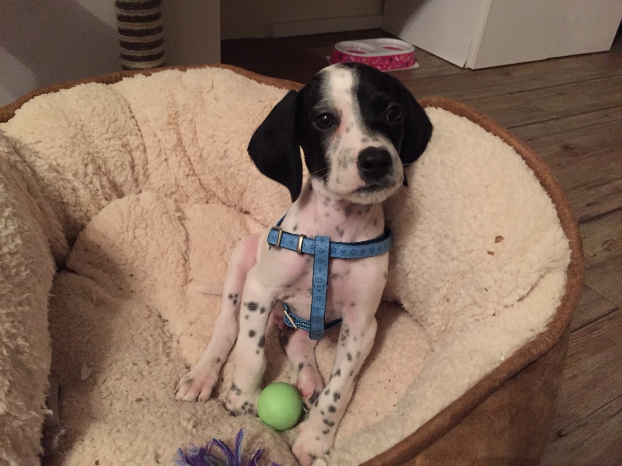 Nouka, croisé pointer setter de 2 mois