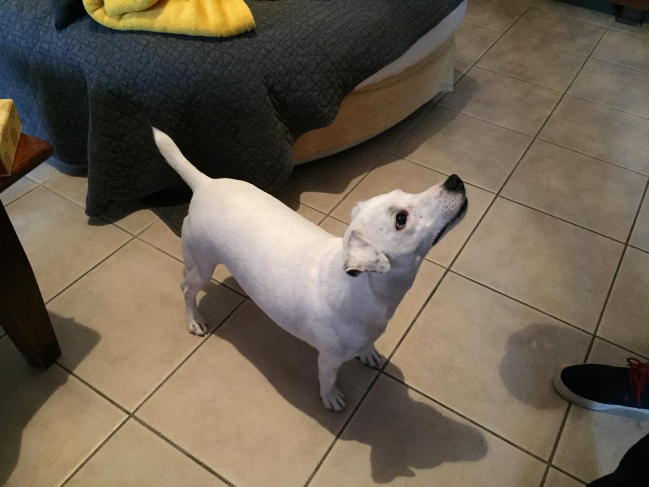 Jack, jack russel de 7 ans