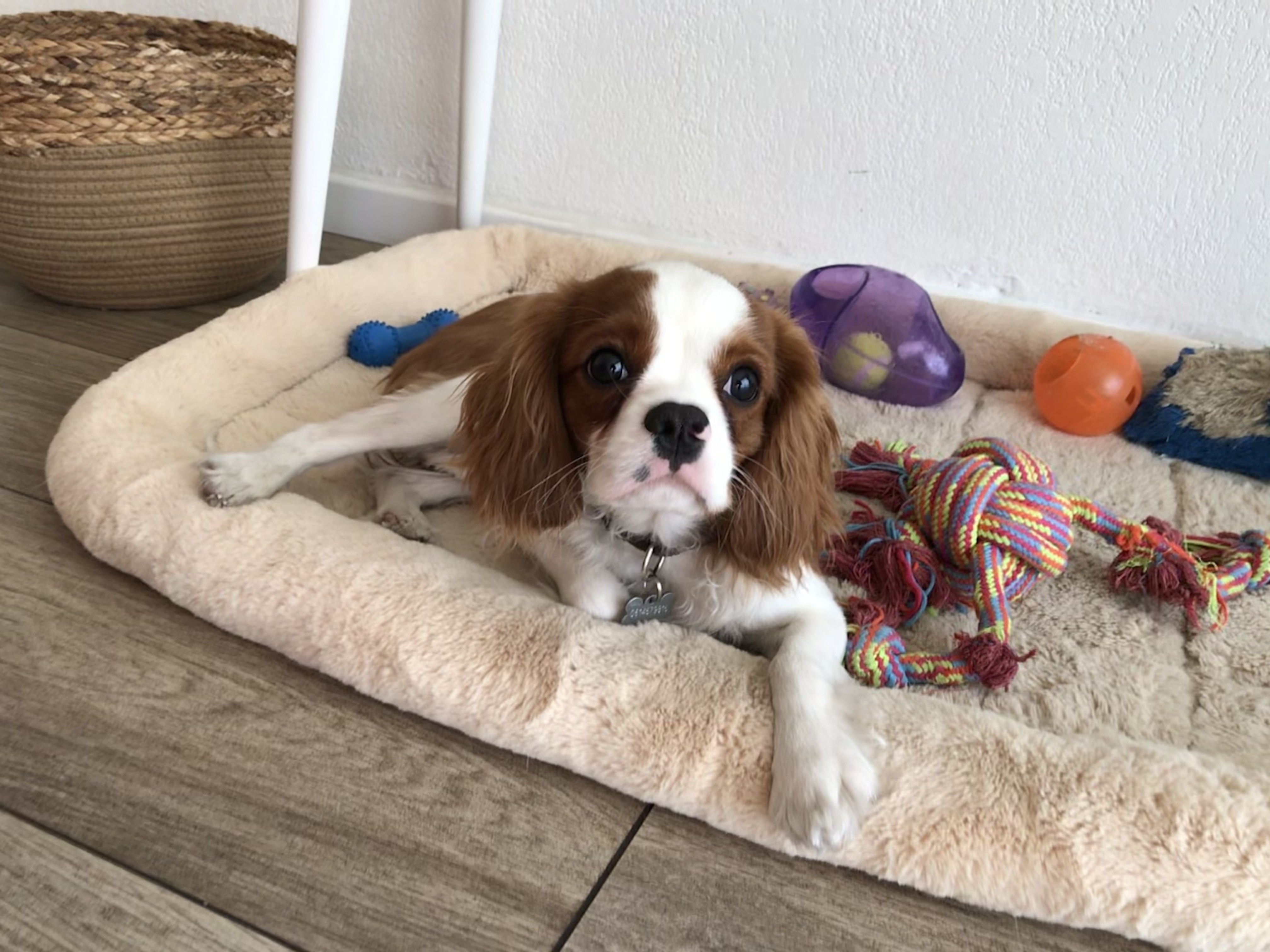 Rudy, cavalier de 7 mois