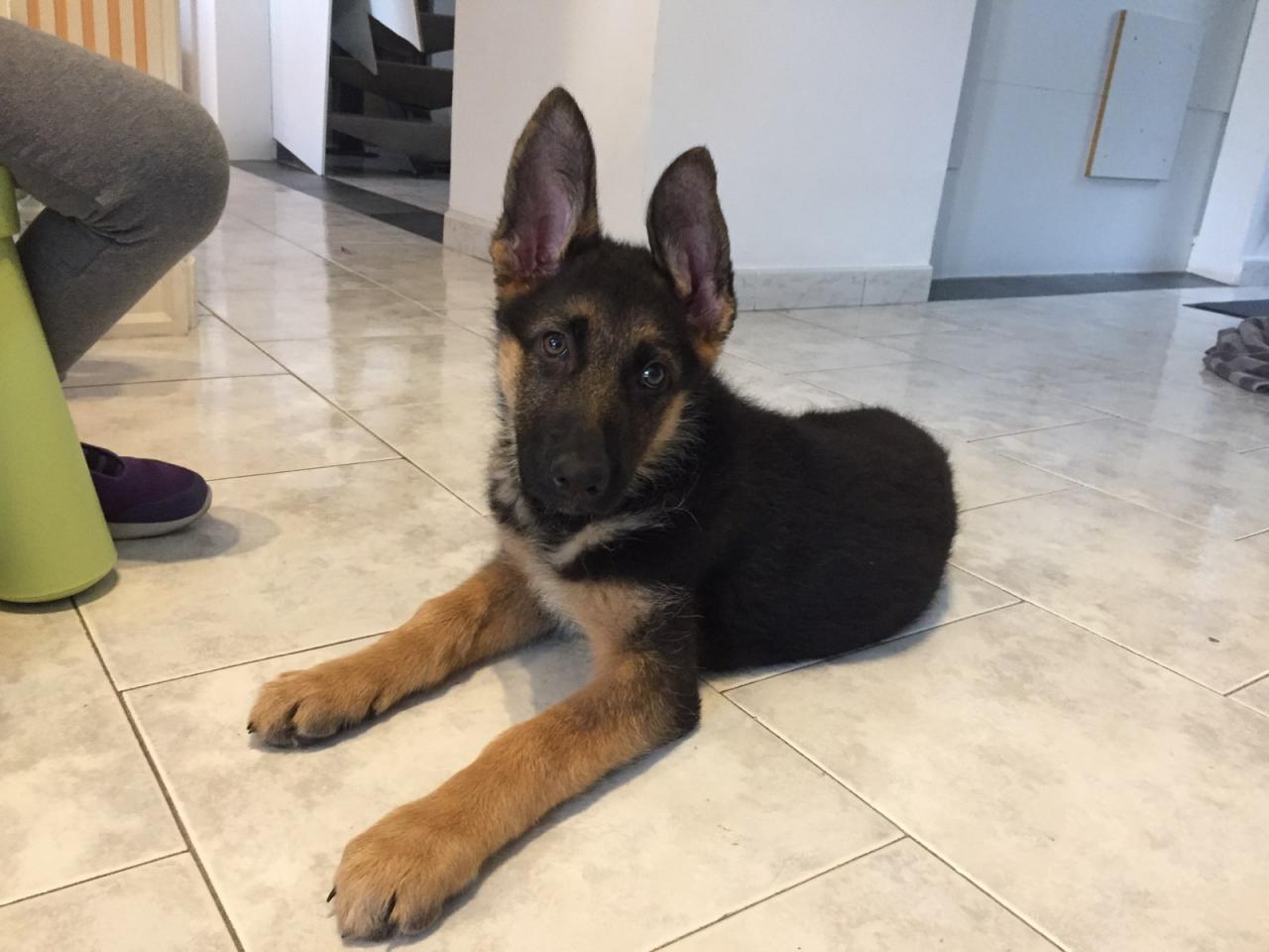Nikita, berger allemand de 3 mois