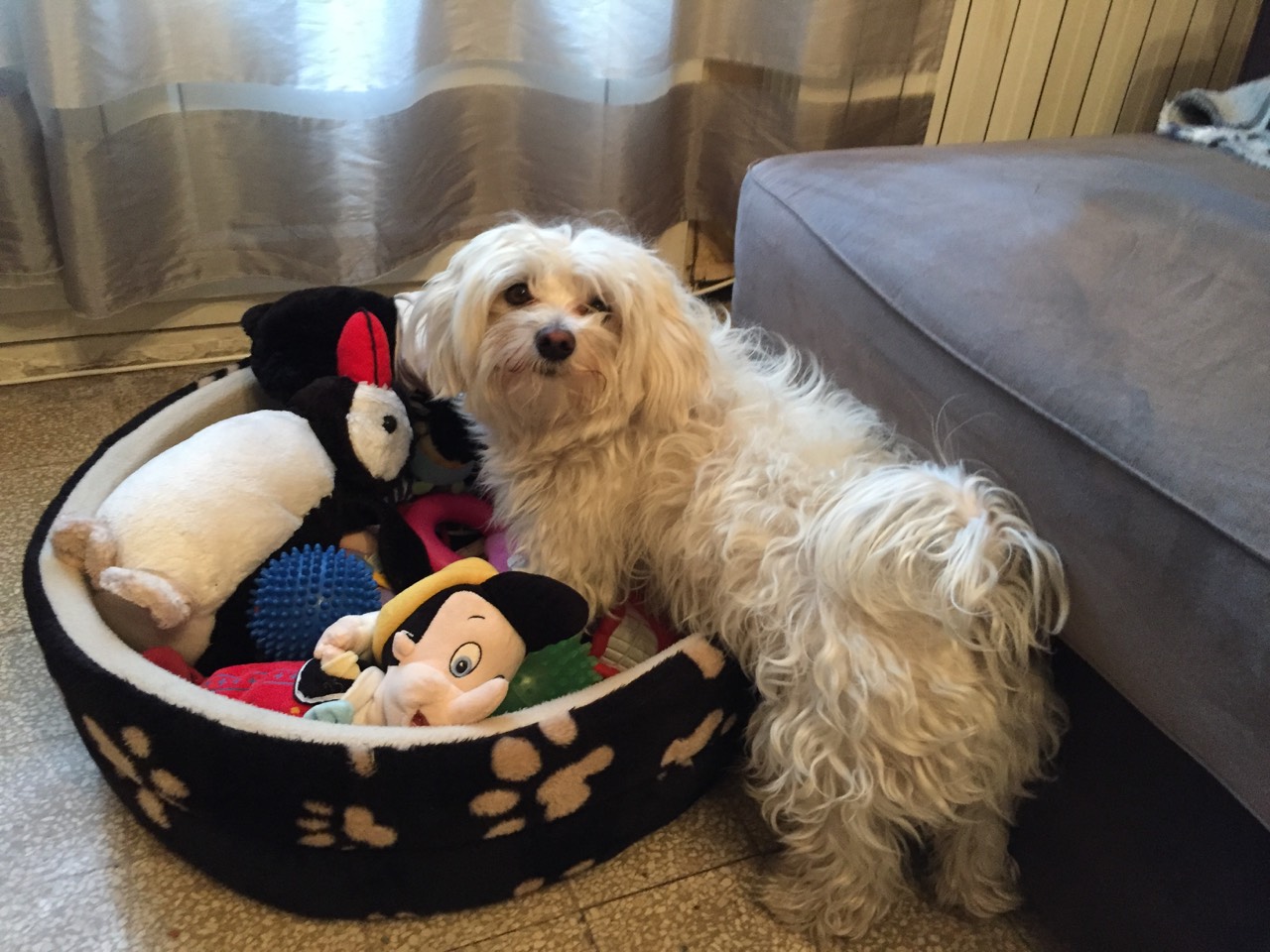 Luigi, bichon maltais de 3 ans