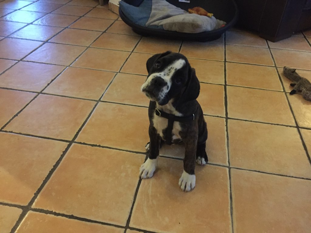 Nirvana, boxer de 2 mois 1/2