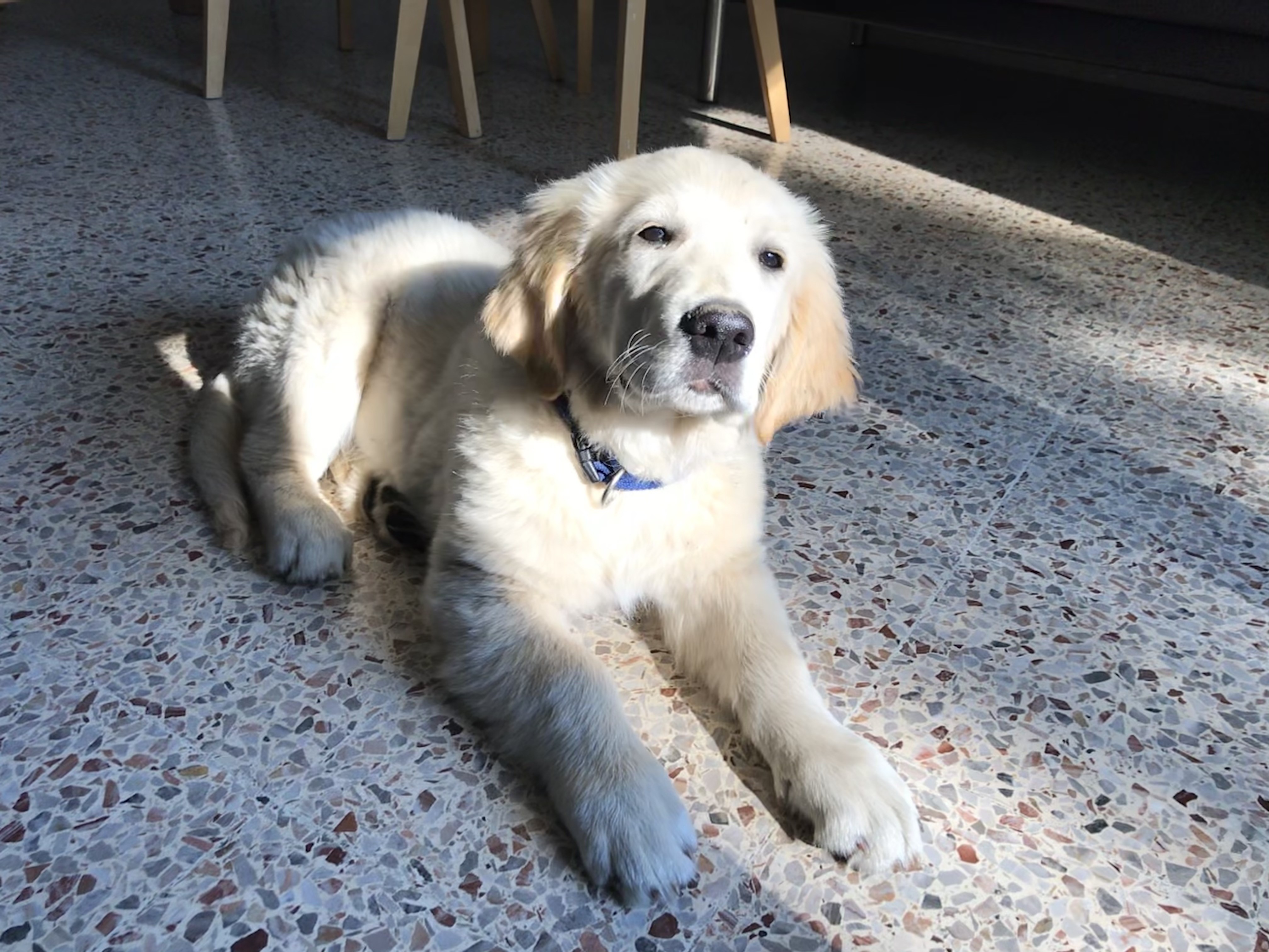Aïko, golden 3 mois