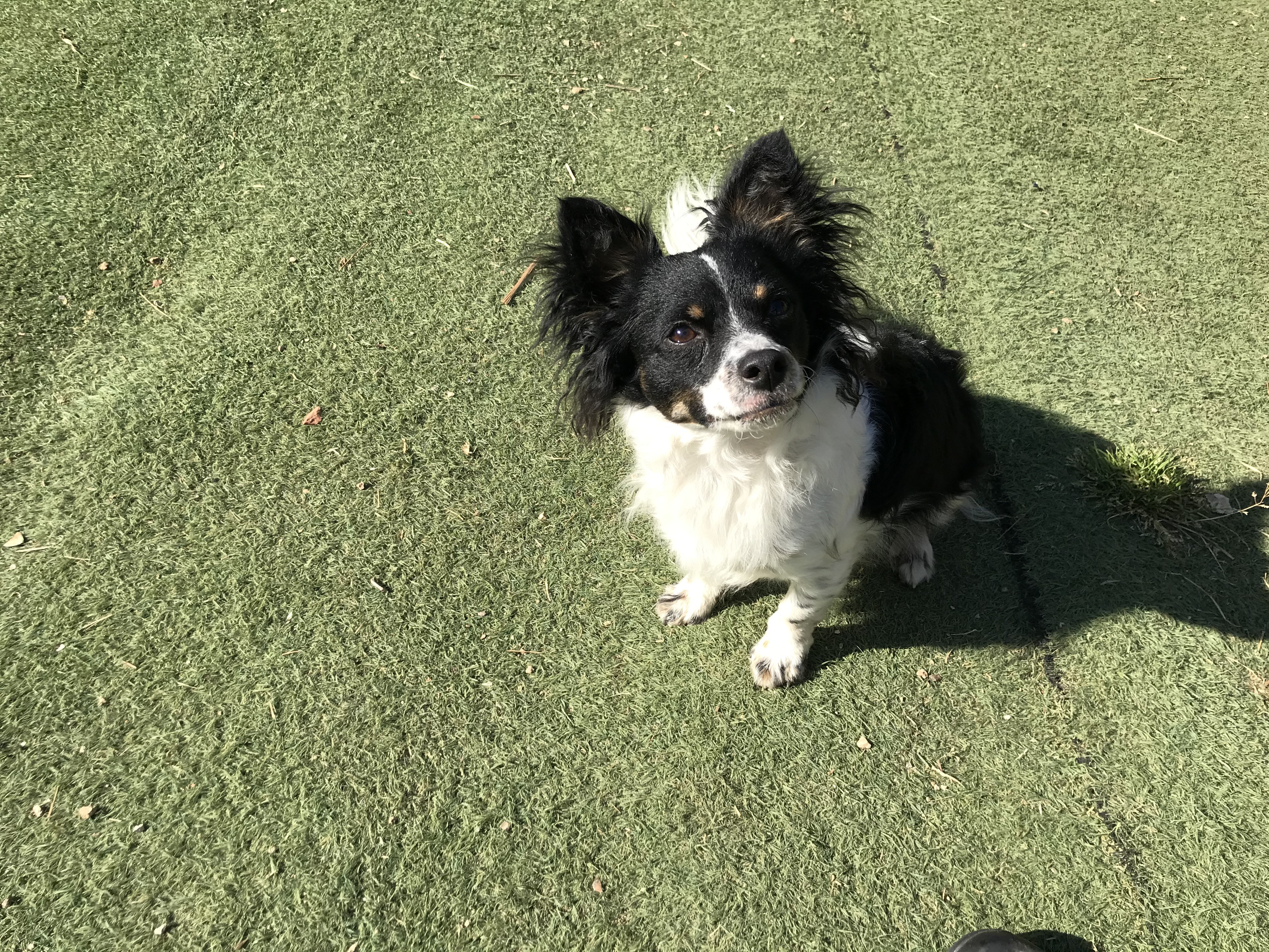 Tao, croisé papillon et border de 1 an
