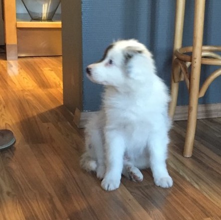 Léon, berger australien de 2 mois