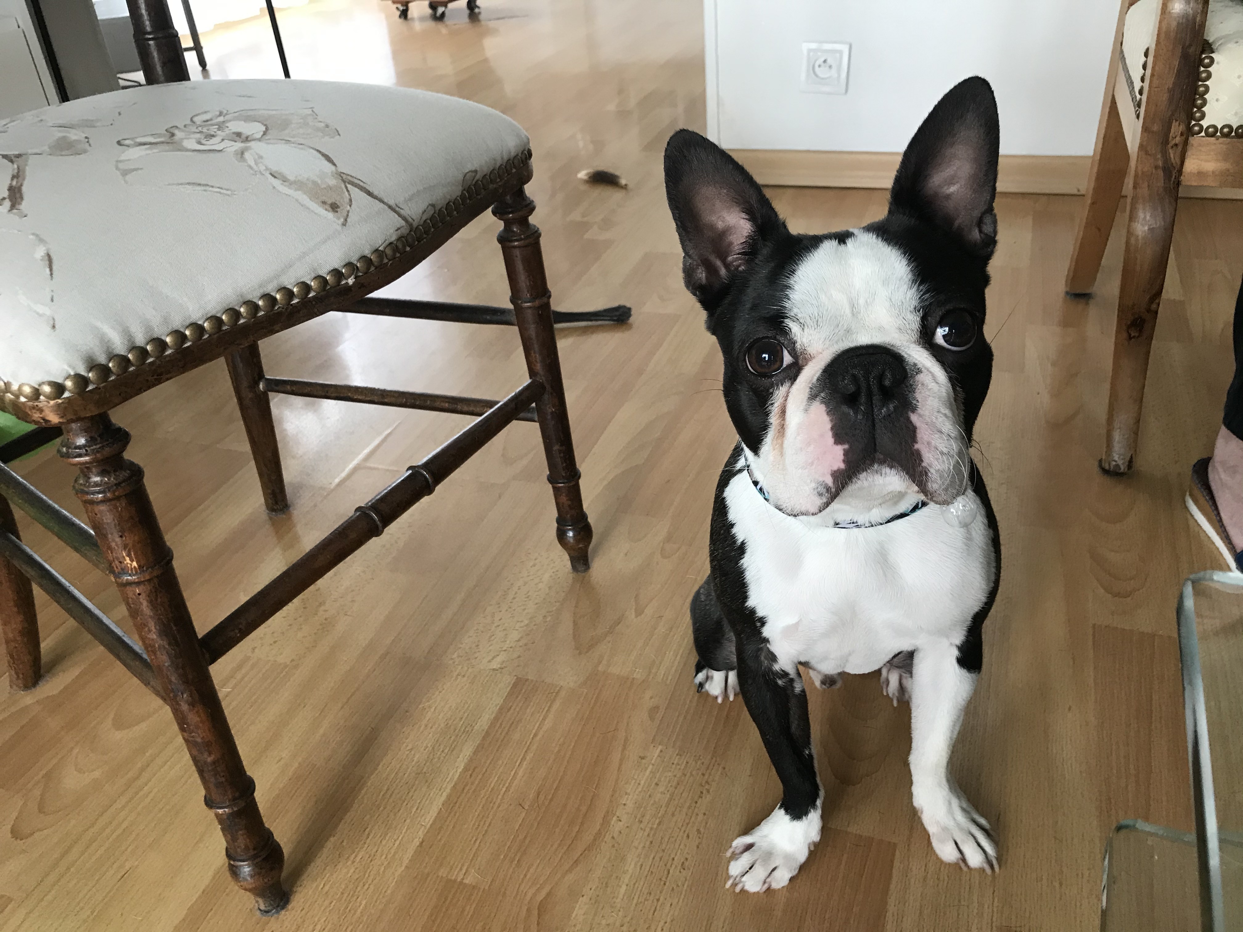 Petrus, Boston terrier de 18 mois